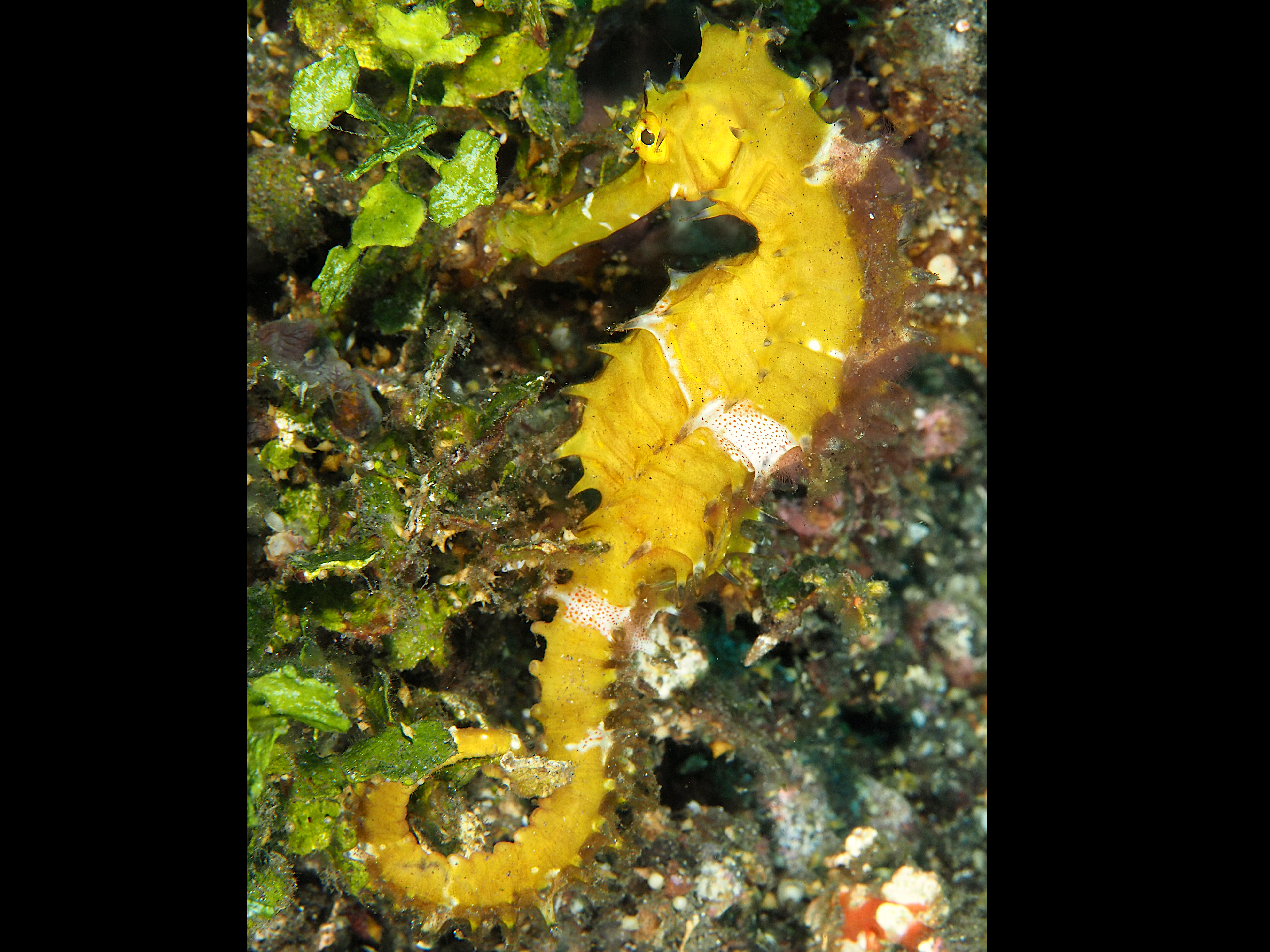 Thorny seahorse - Hippocampus histrix