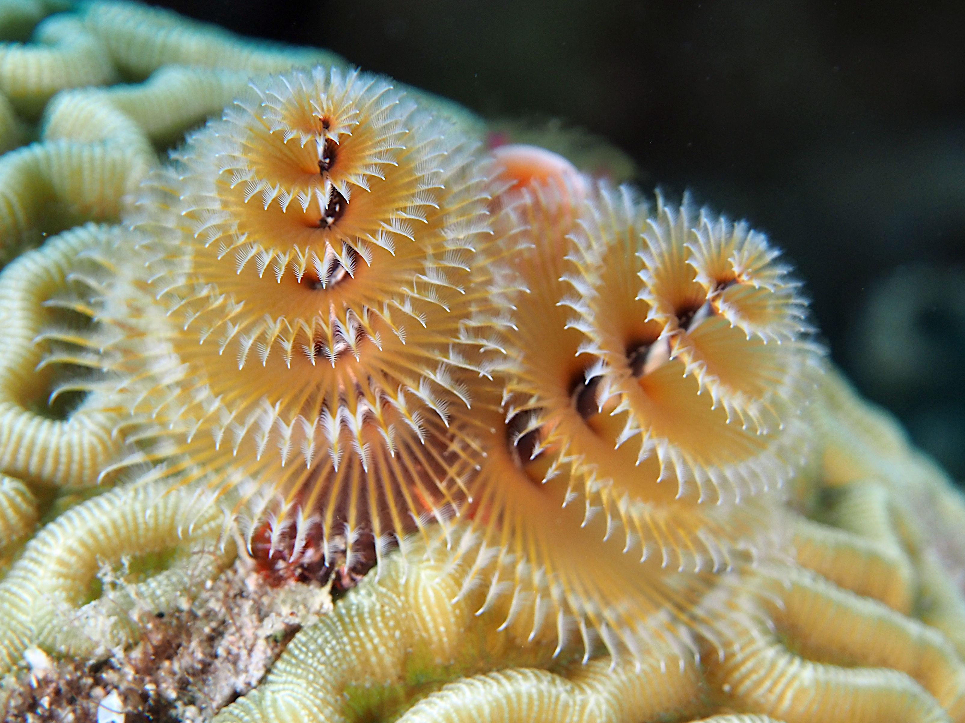 Caribbean  Christmas Tree Worm - Spirobranchus giganteus