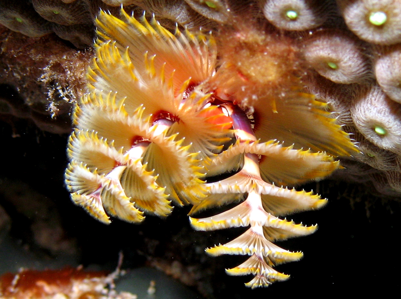 Christmas Tree Worm - Spirobranchus giganteus