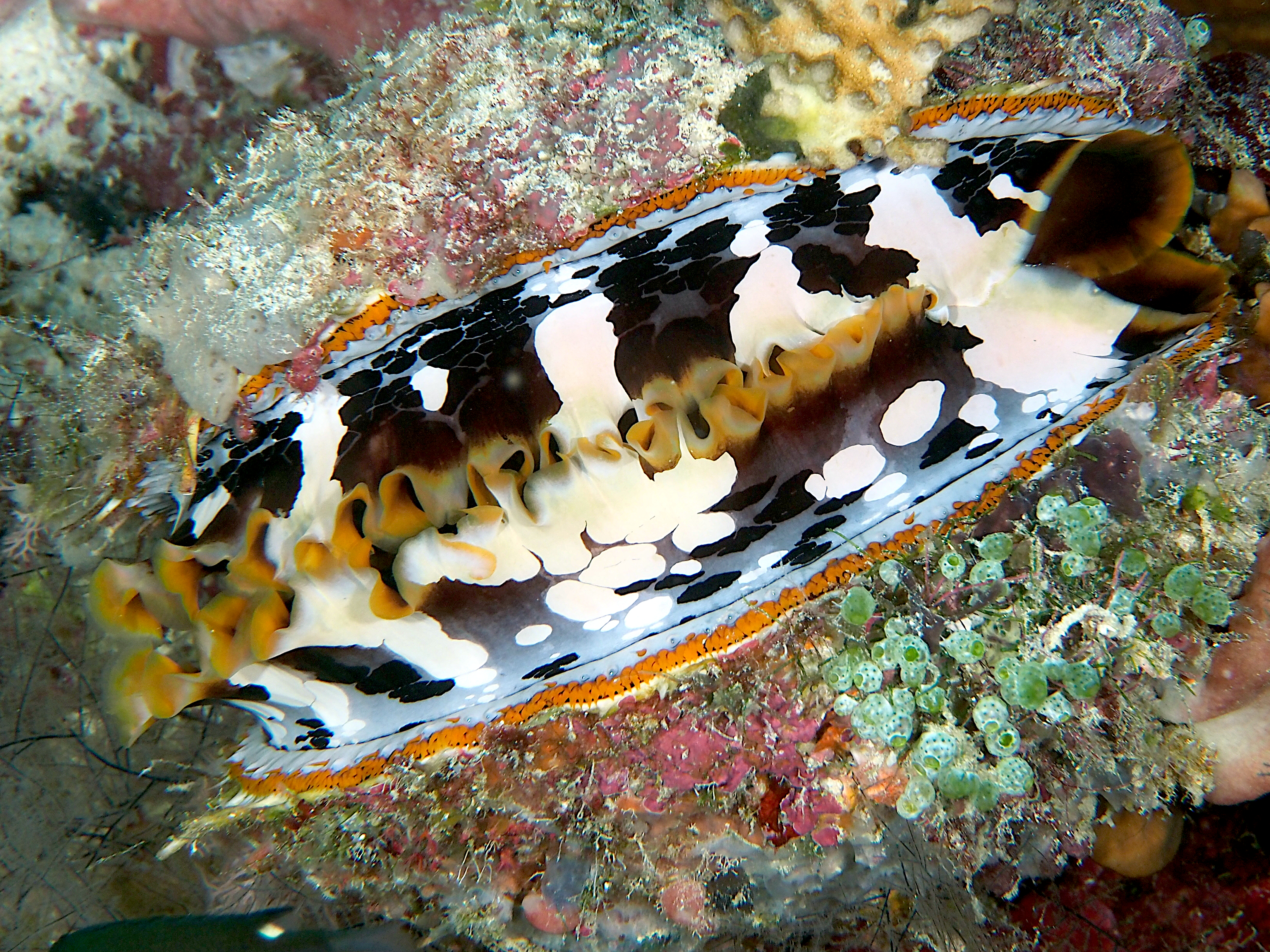 Variable Thorny Oyster - Spondylus varius