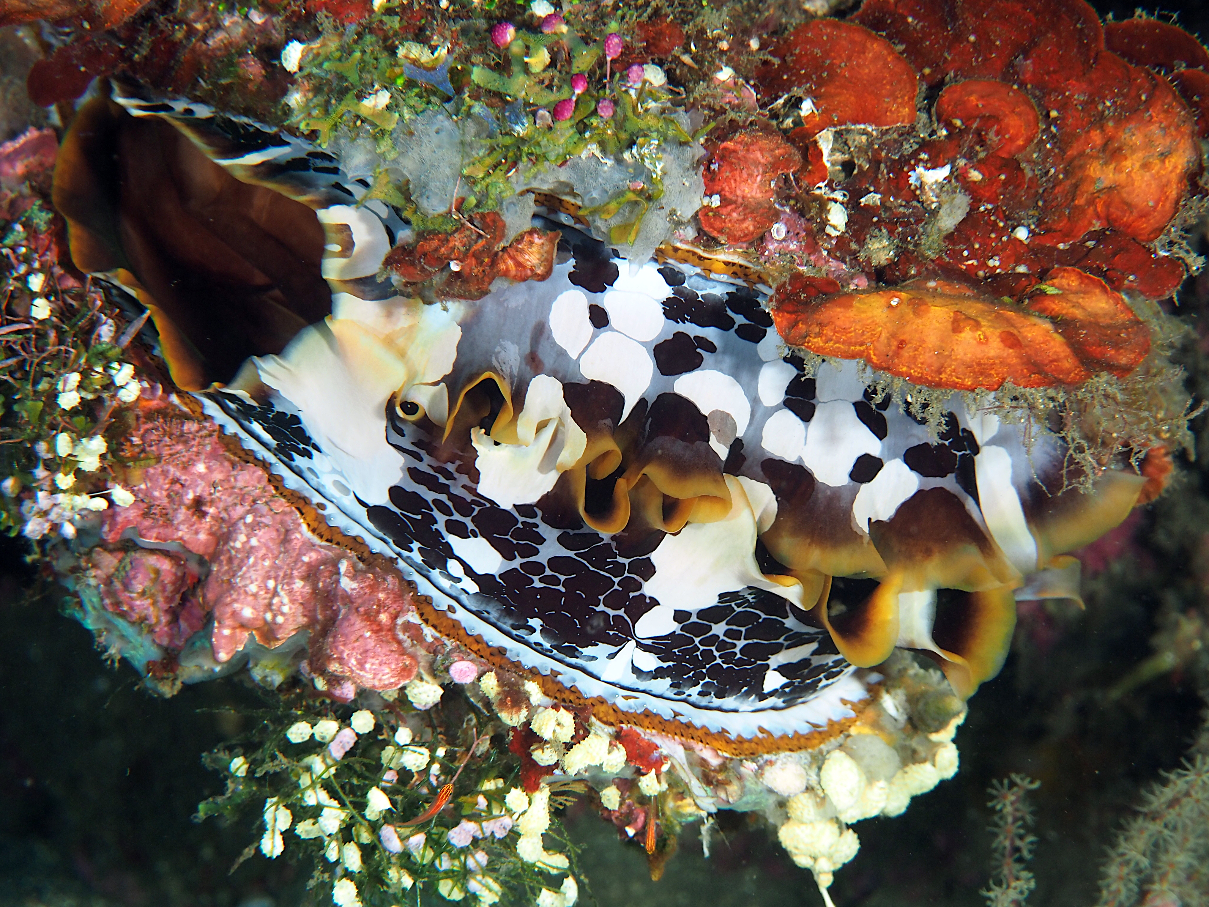 Variable Thorny Oyster - Spondylus varius