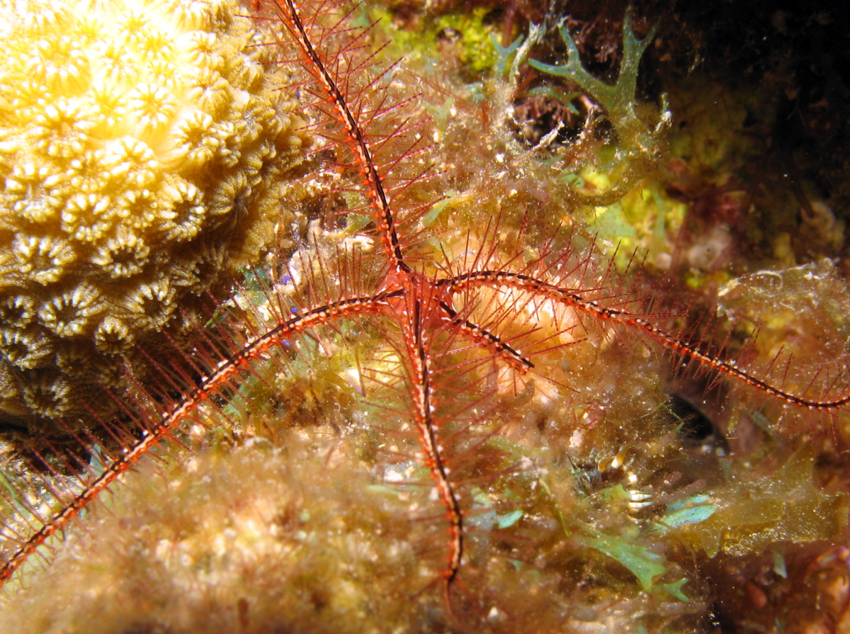 Sponge Brittle Star - Ophiothrix suensoni