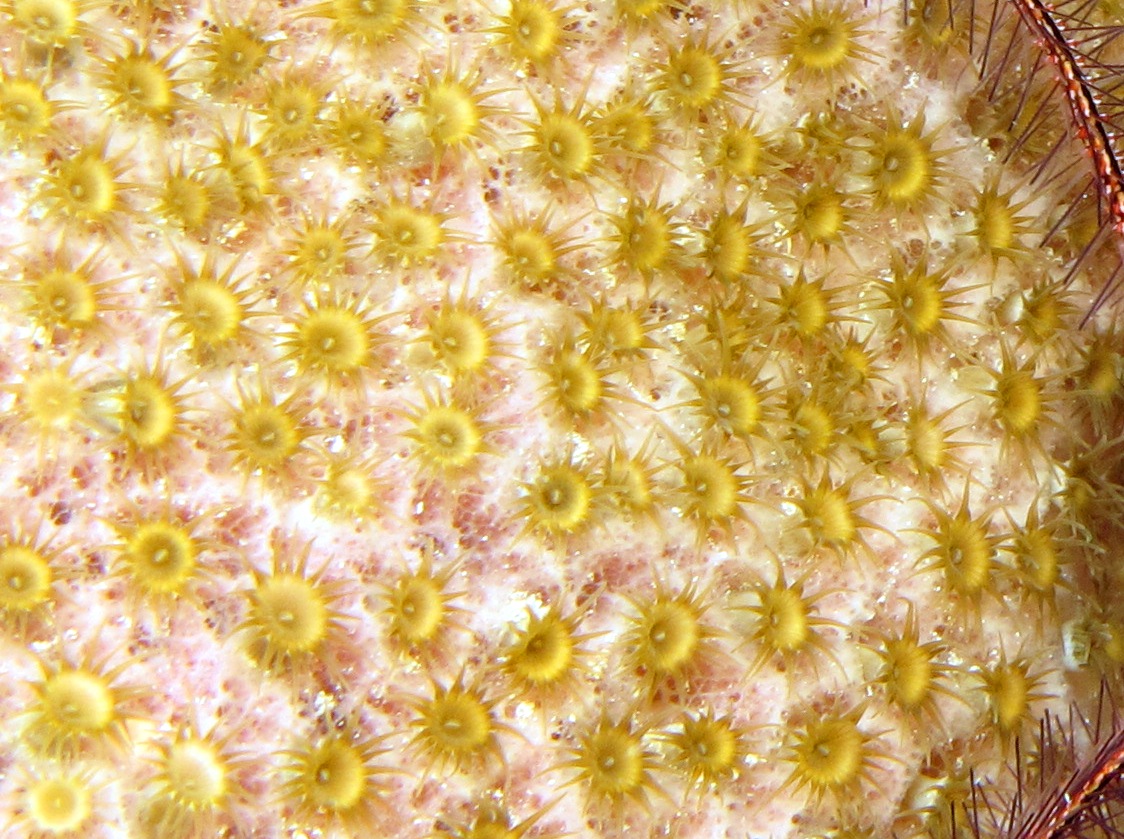 Sponge Zoanthid - Umimayanthus parasiticus