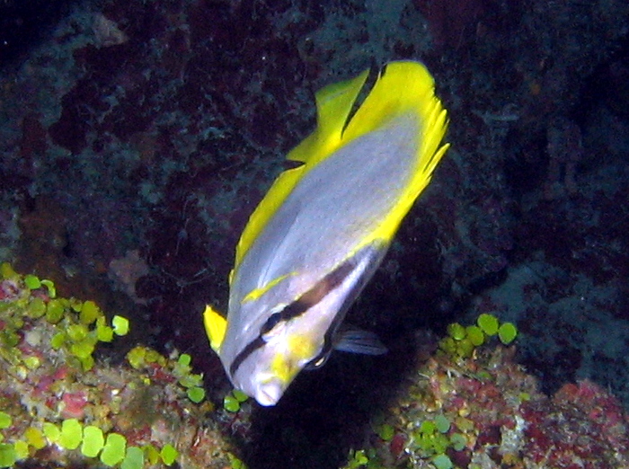 Spotfin Butterflyfish - Chaetodon ocellatus