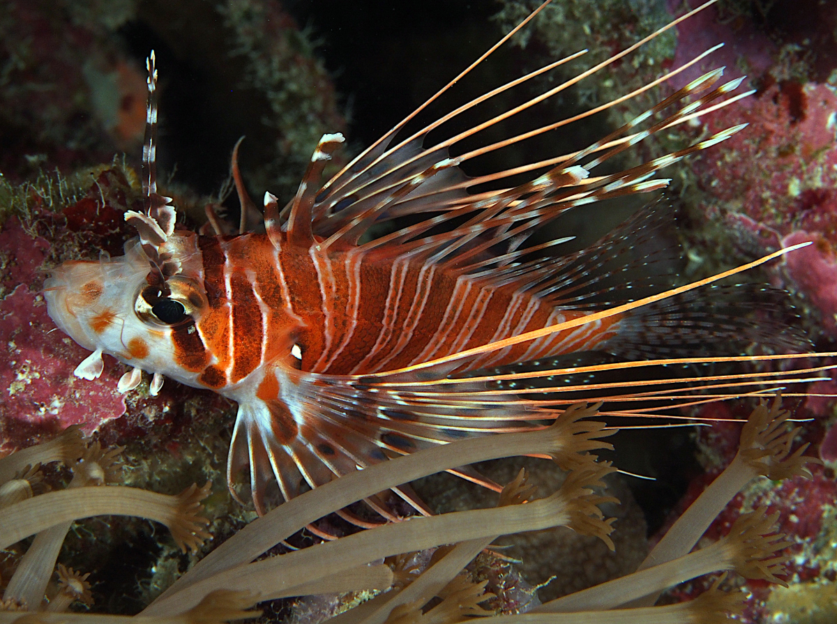 Spotfin Lionfish - Pterois antennata