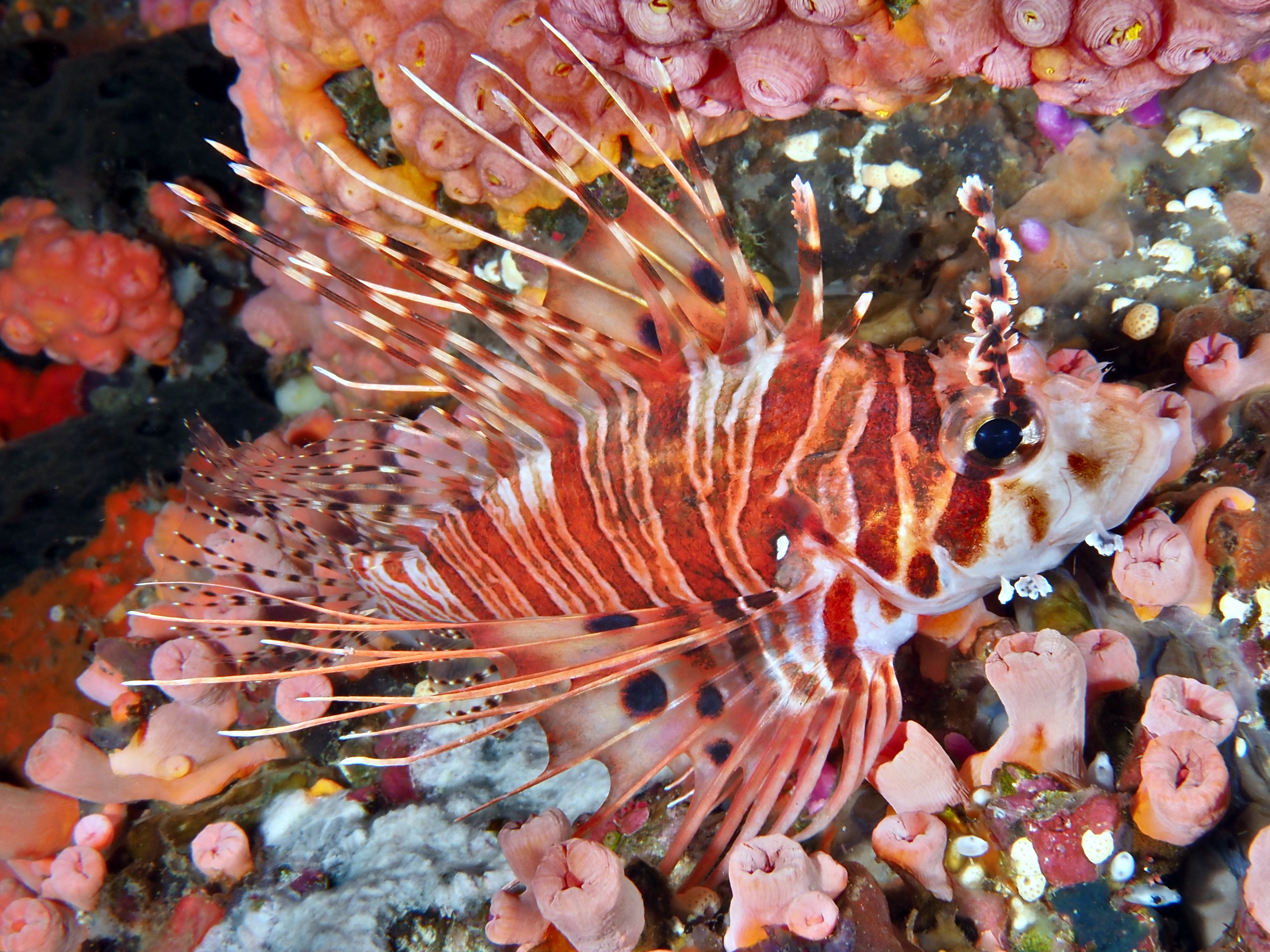 Spotfin Lionfish - Pterois antennata