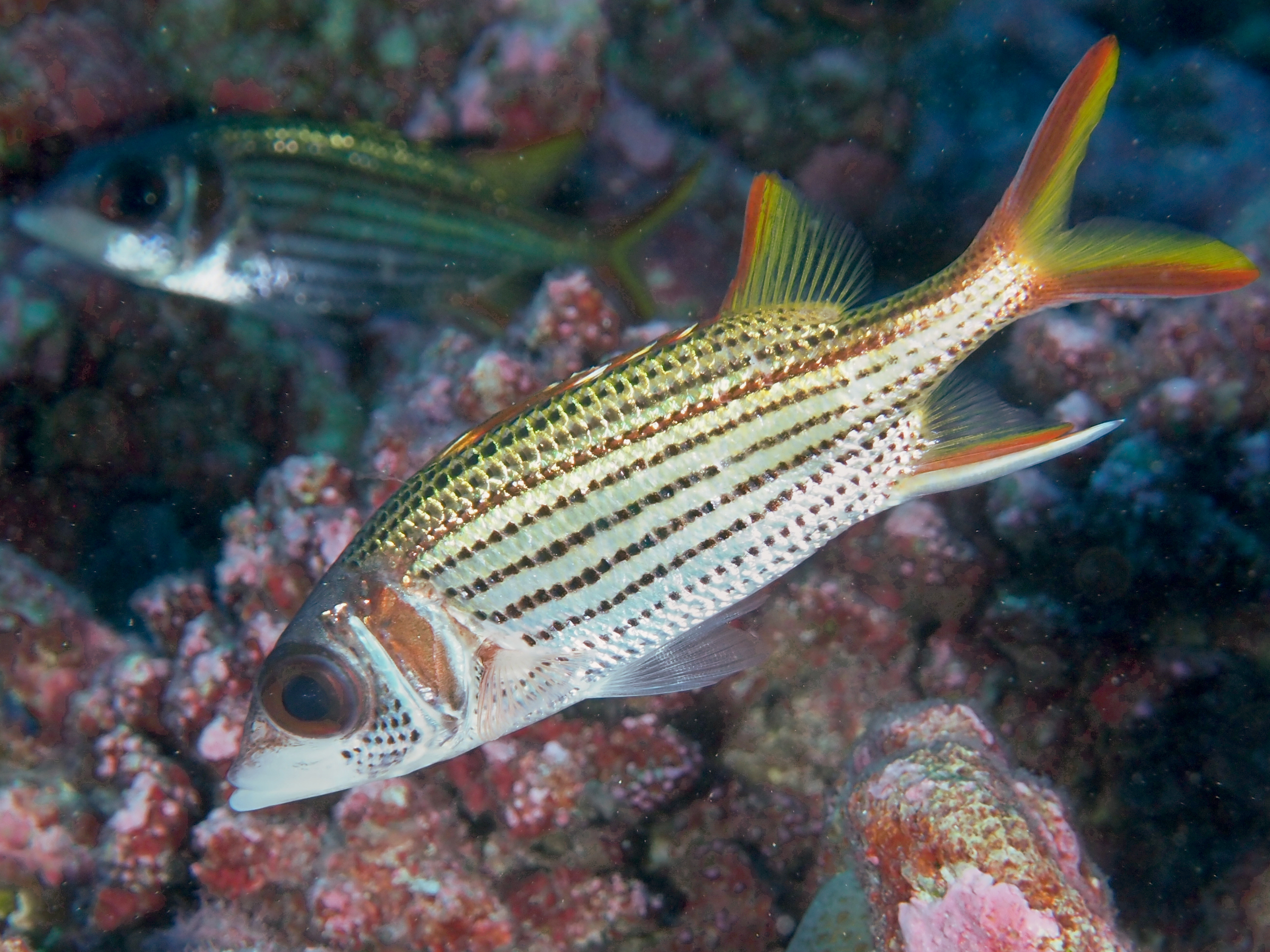 Spotfin Squirrelfish - Neoniphon sammara