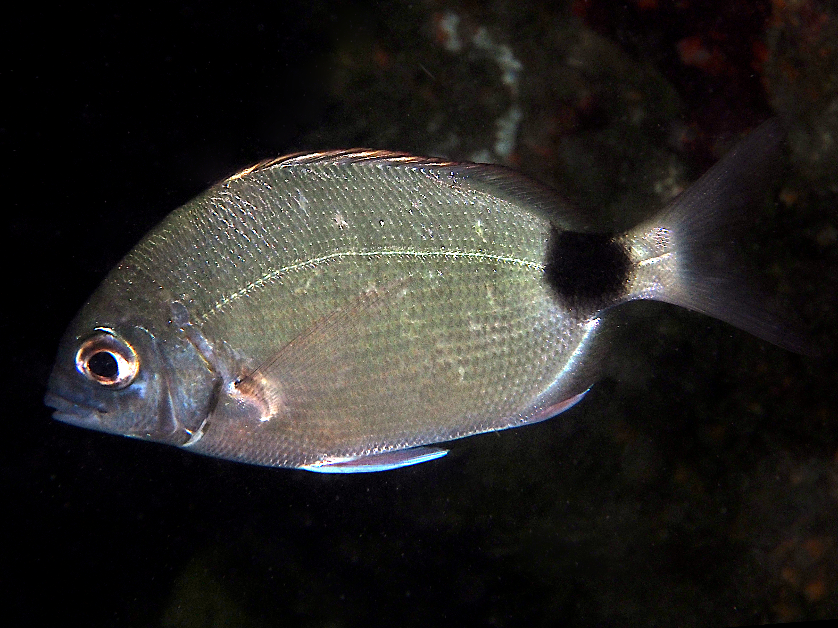 Spottail Pinfish - Diplodus holbrookii