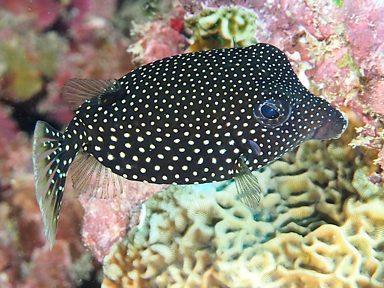 Spotted Boxfish Ostracion Meleagris Moorea French Polynesia Spotted Boxfish Ostracion Meleagris Moorea French Polynesia
