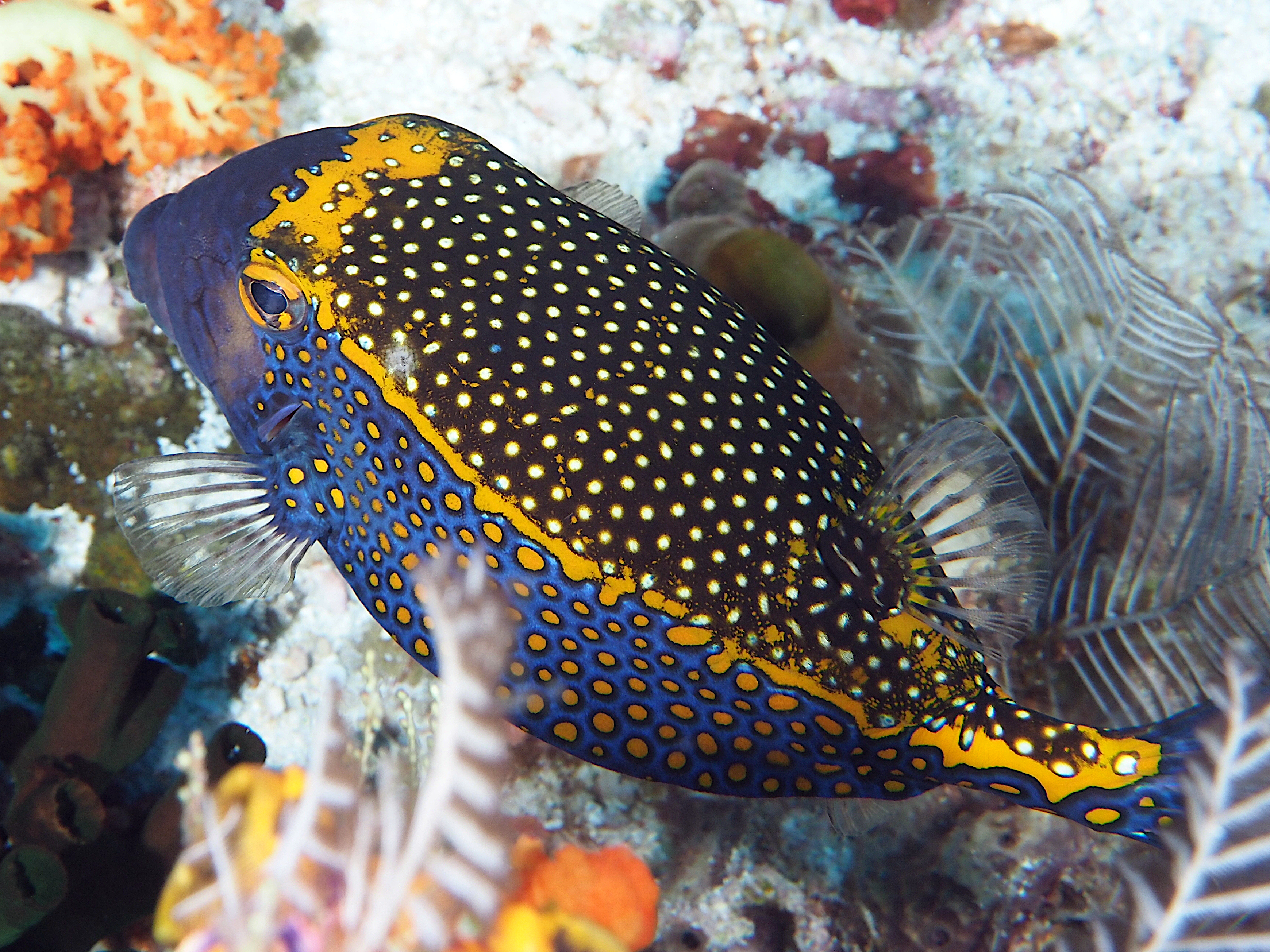 Spotted Boxfish - Ostracion meleagris