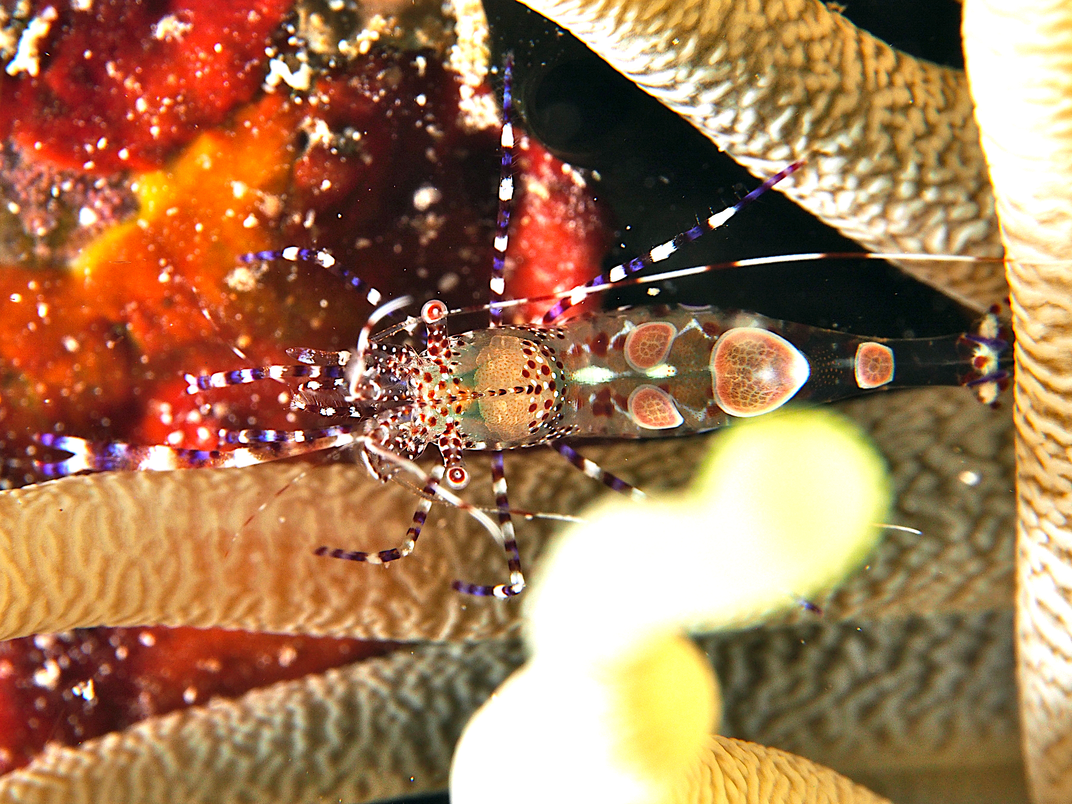Spotted Cleaner Shrimp - Periclimenes yucatanicus