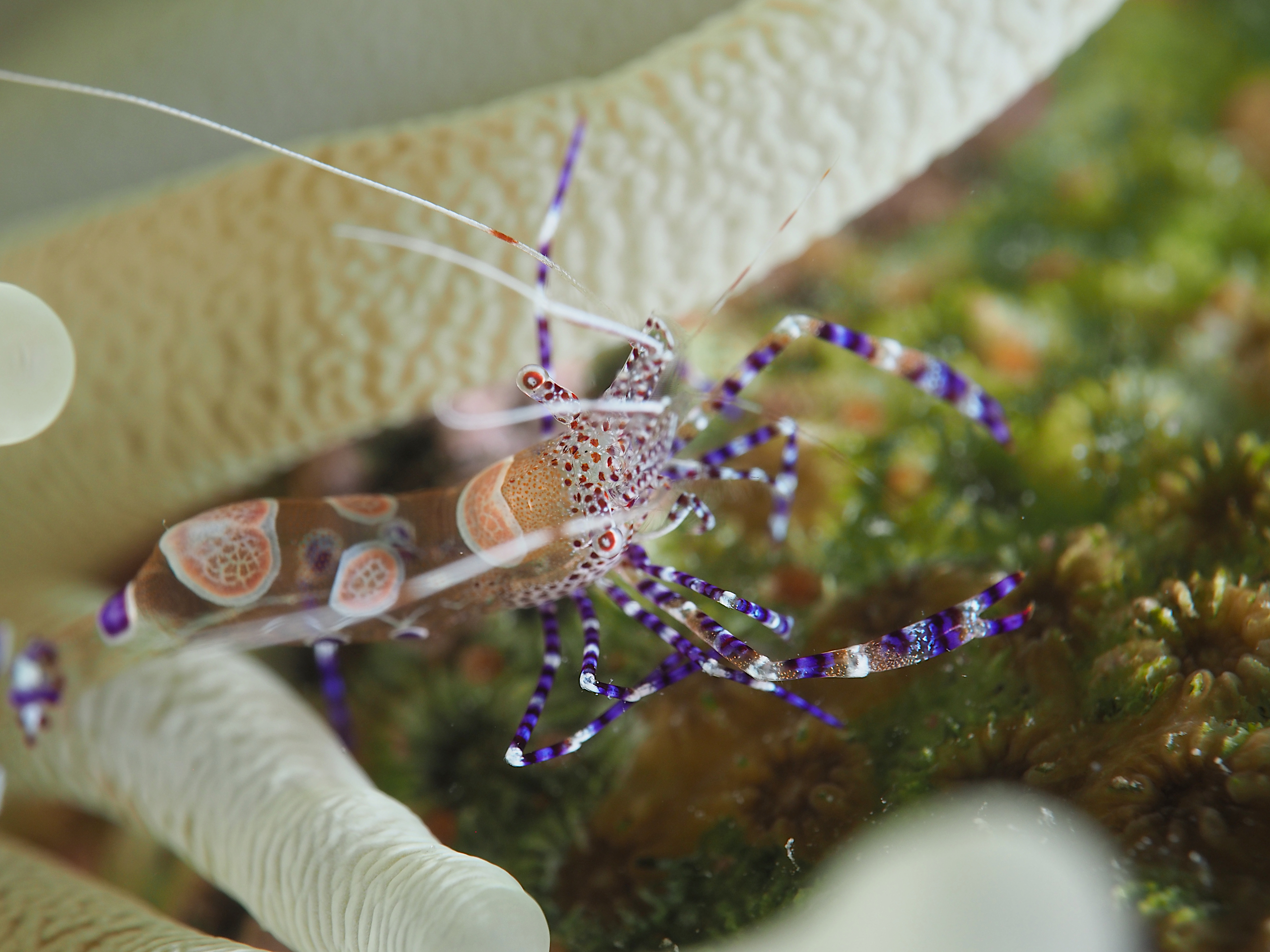 Spotted Cleaner Shrimp - Periclimenes yucatanicus