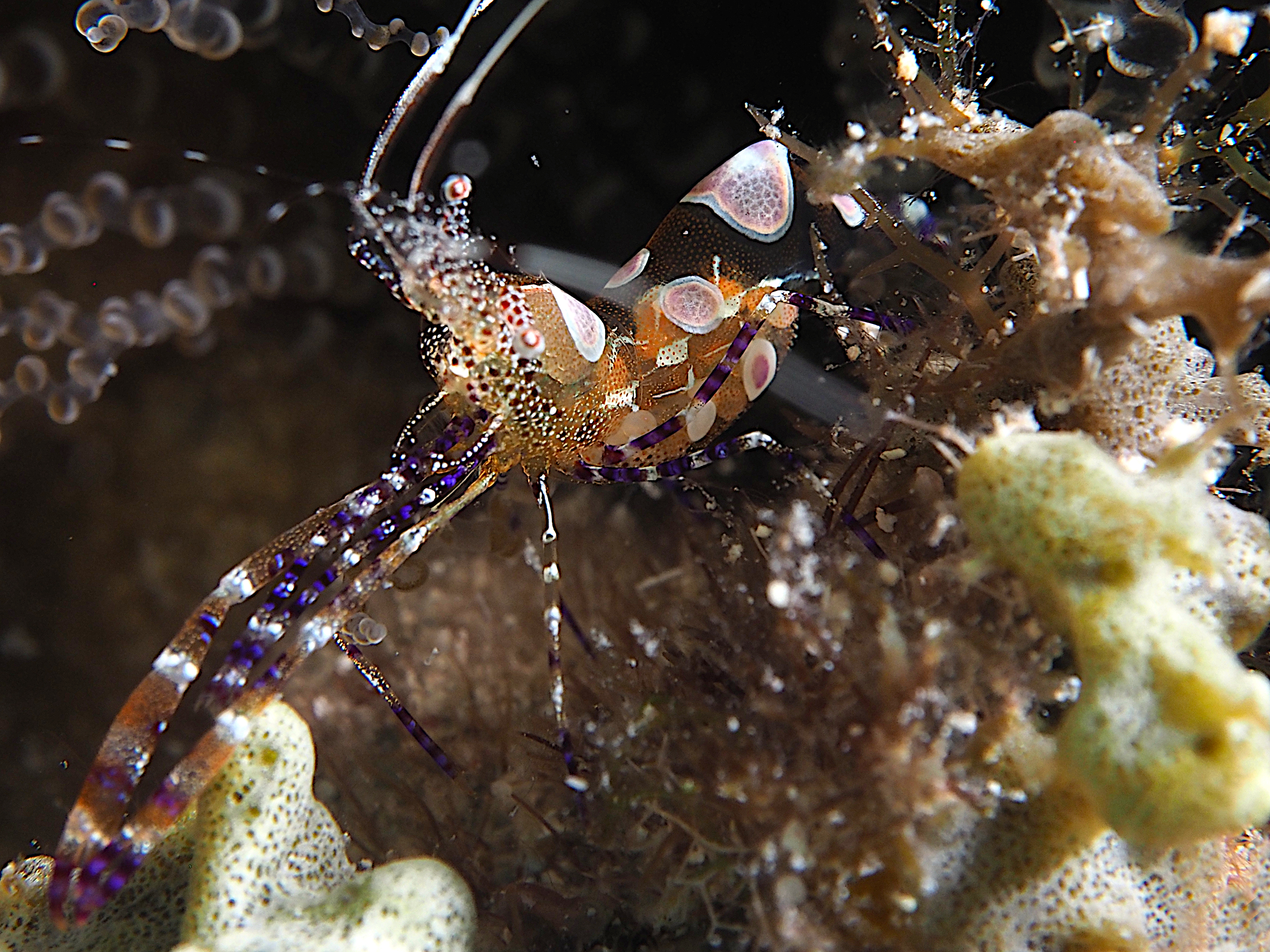 Spotted Cleaner Shrimp - Periclimenes yucatanicus