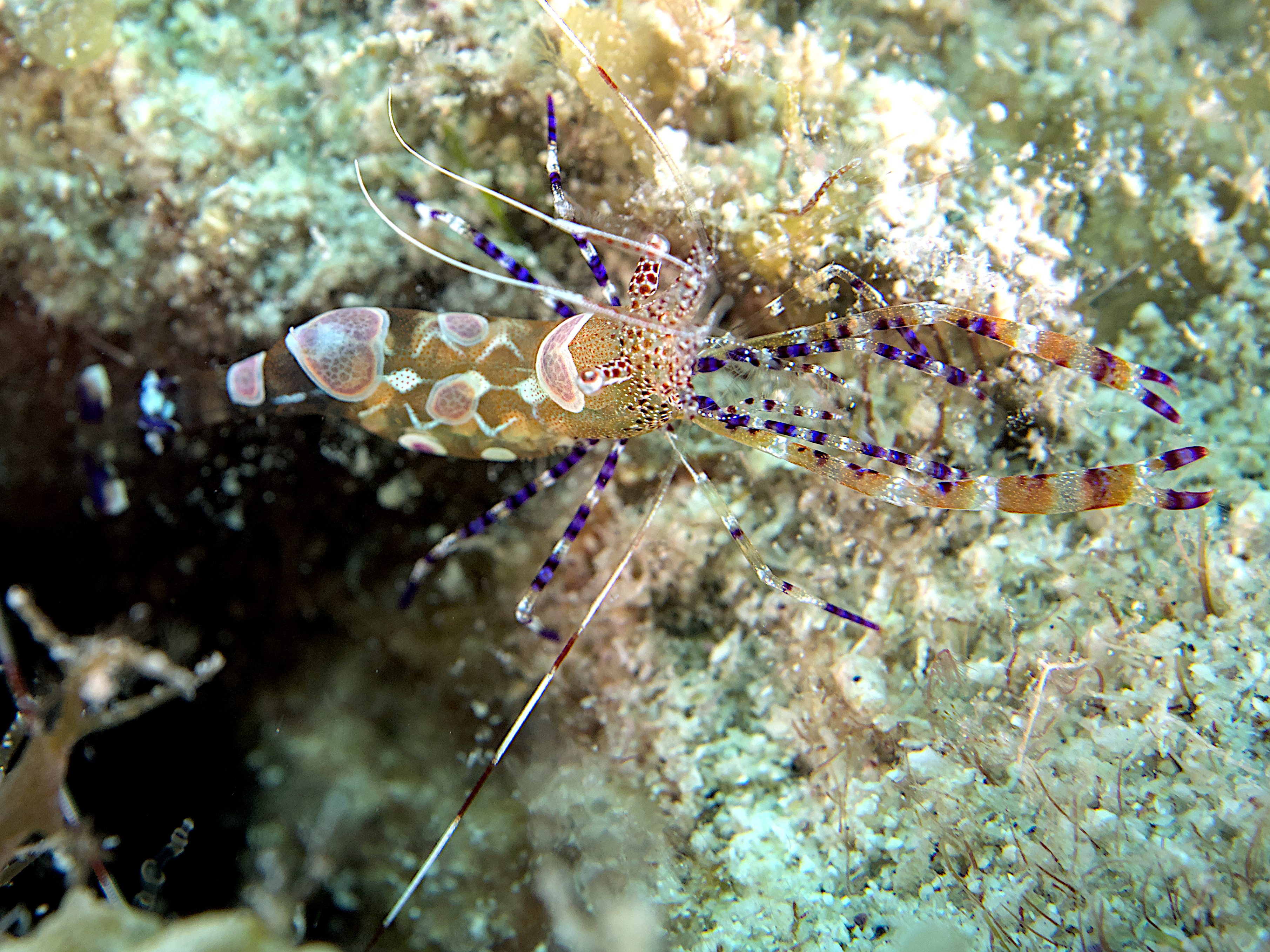 Spotted Cleaner Shrimp - Periclimenes yucatanicus