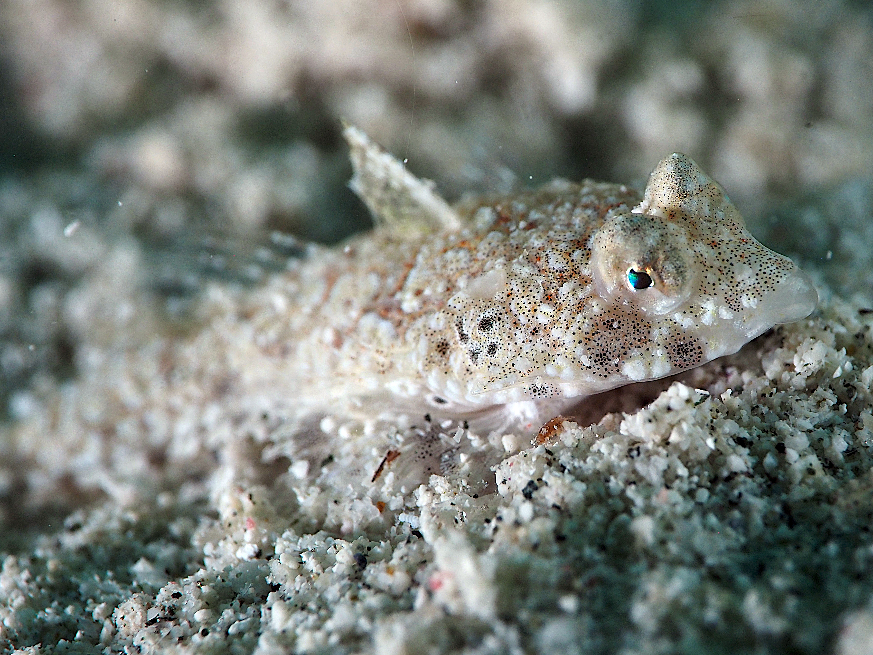 Spotted Dragonet - Diplogrammus pauciradiatus