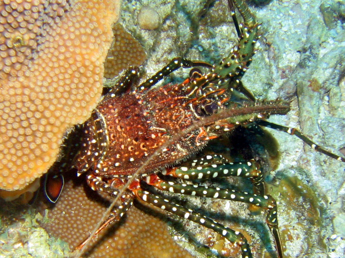 Spotted Spiny Lobster - Panulirus guttatus