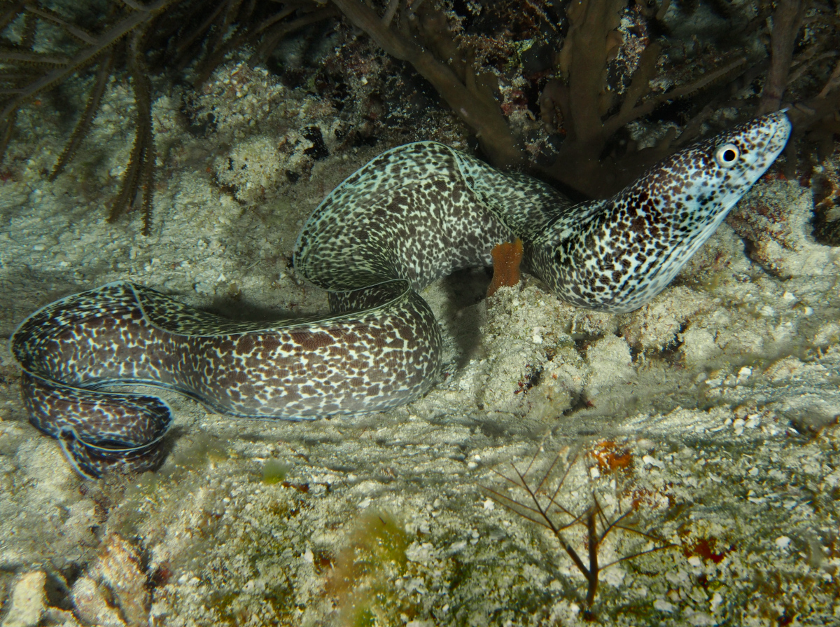 Spotted Moray Eel - Gymnothorax moringa