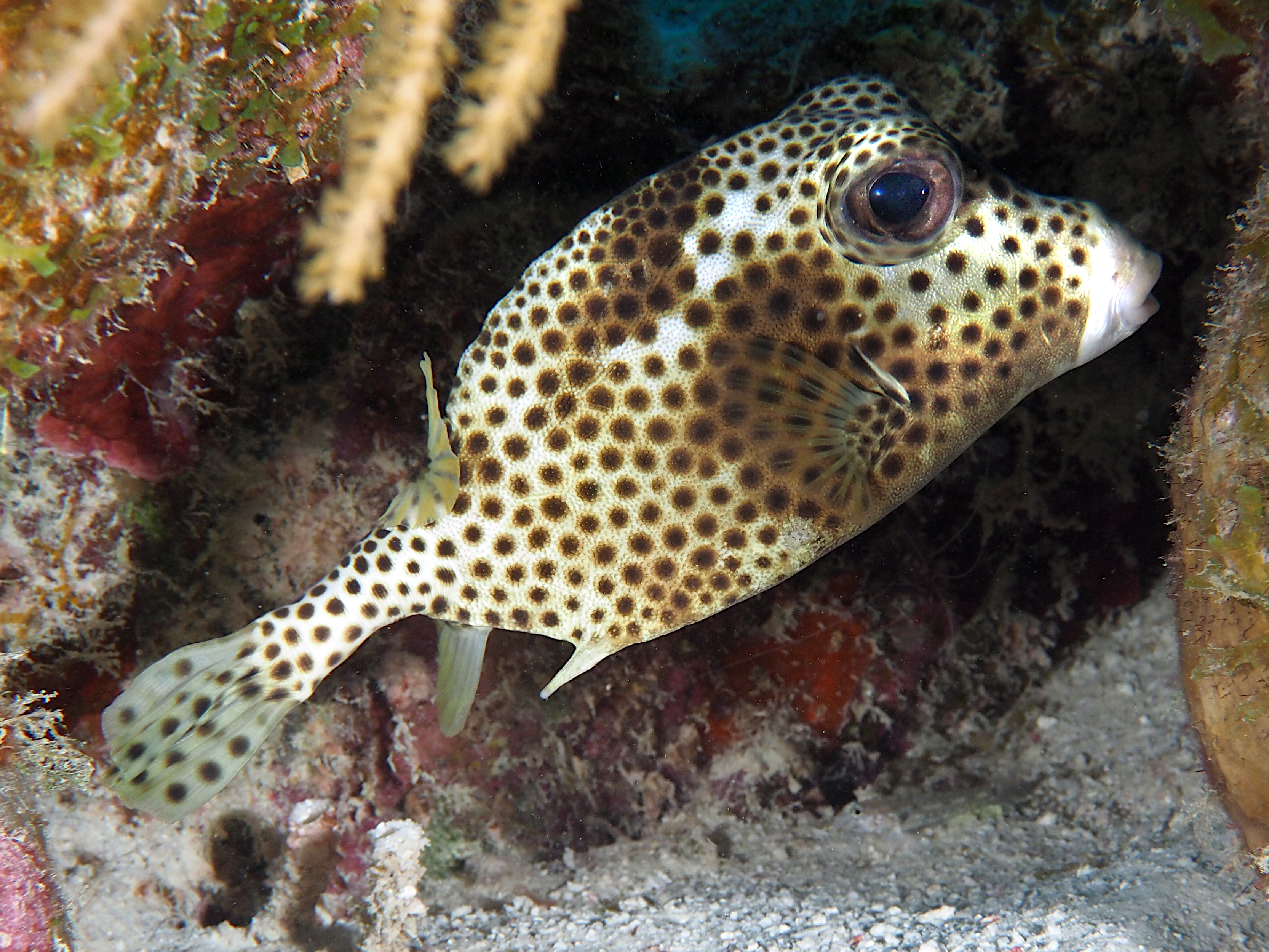 Spotted Trunkfish - Lactophrys bicaudalis