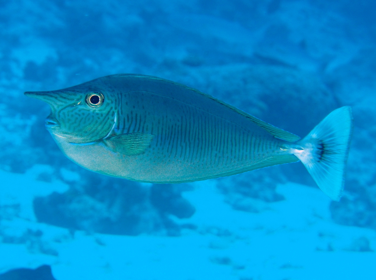 Paletail Unicornfish - Naso brevirostris