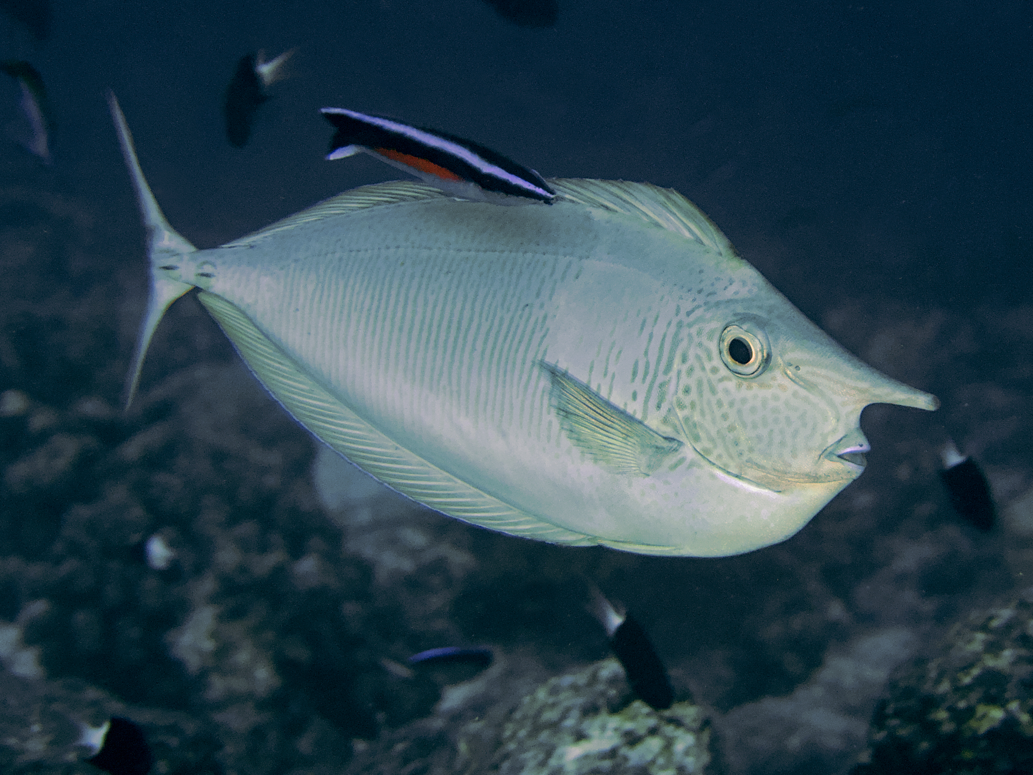 Paletail Unicornfish - Naso brevirostris