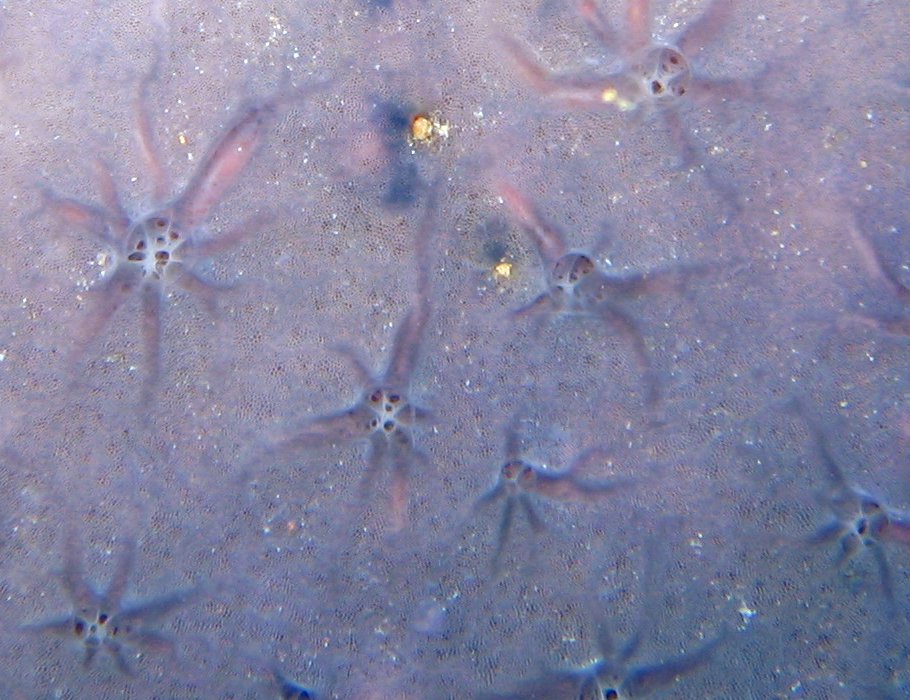 Star Encrusting Sponge - Halisarca caerulea