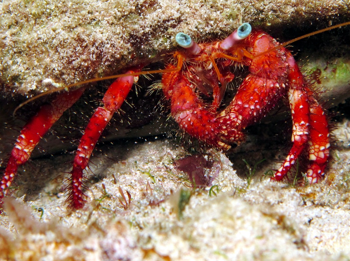 Stareye Hermit Crab - Dardanus venosus