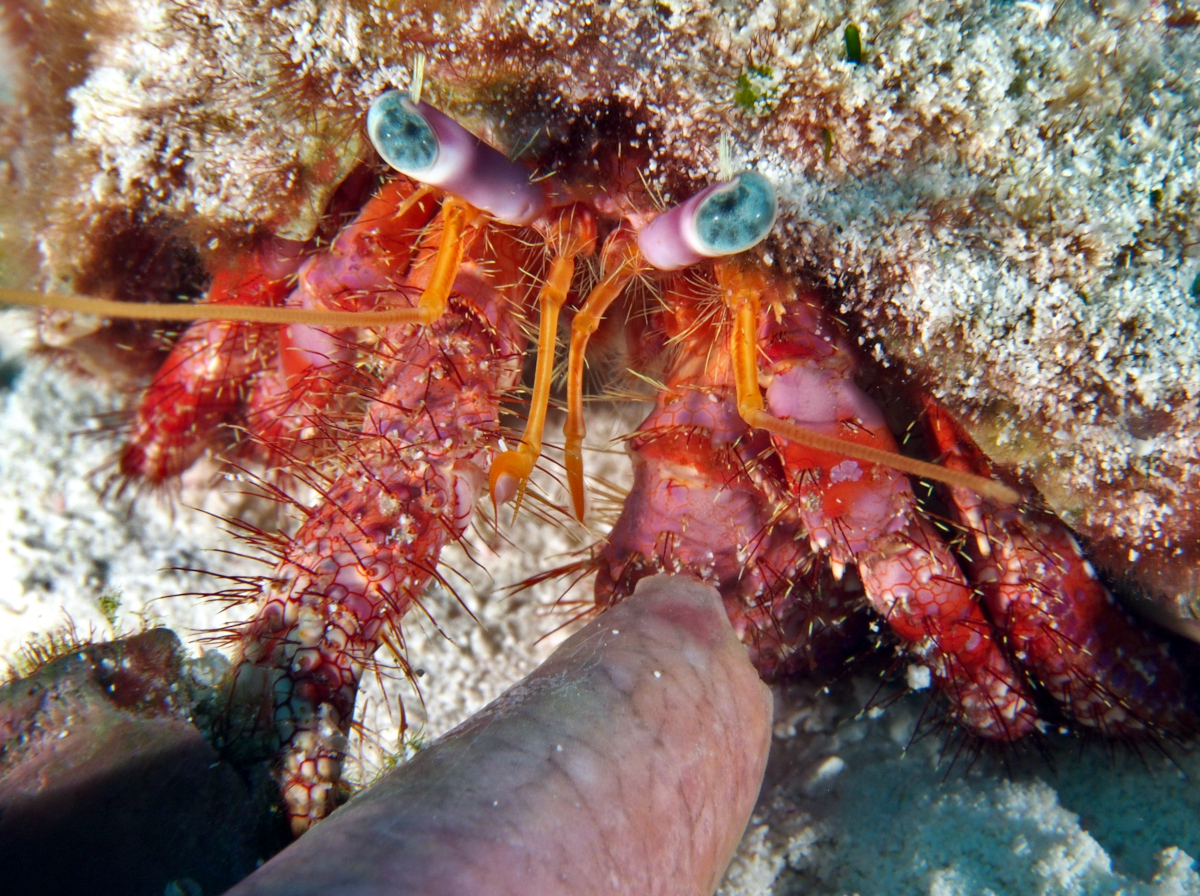 Stareye Hermit Crab - Dardanus venosus