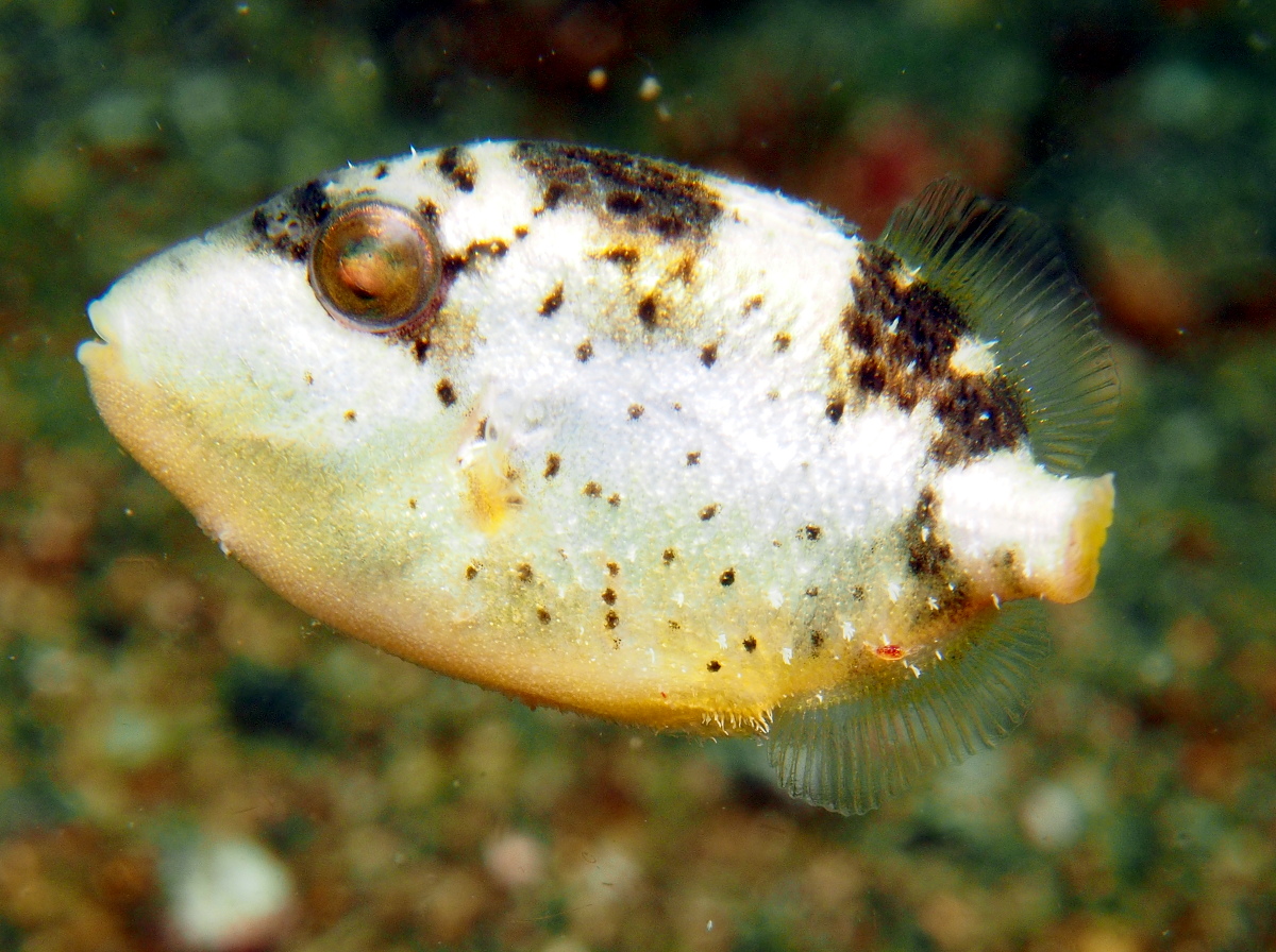 Starry Triggerfish - Abalistes stellatus