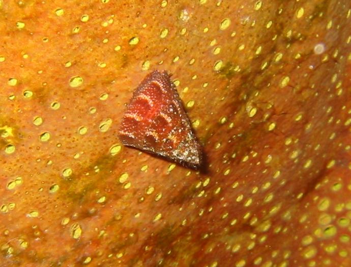 West Indian Starsnail - Lithopoma tectum - Cozumel, Mexico