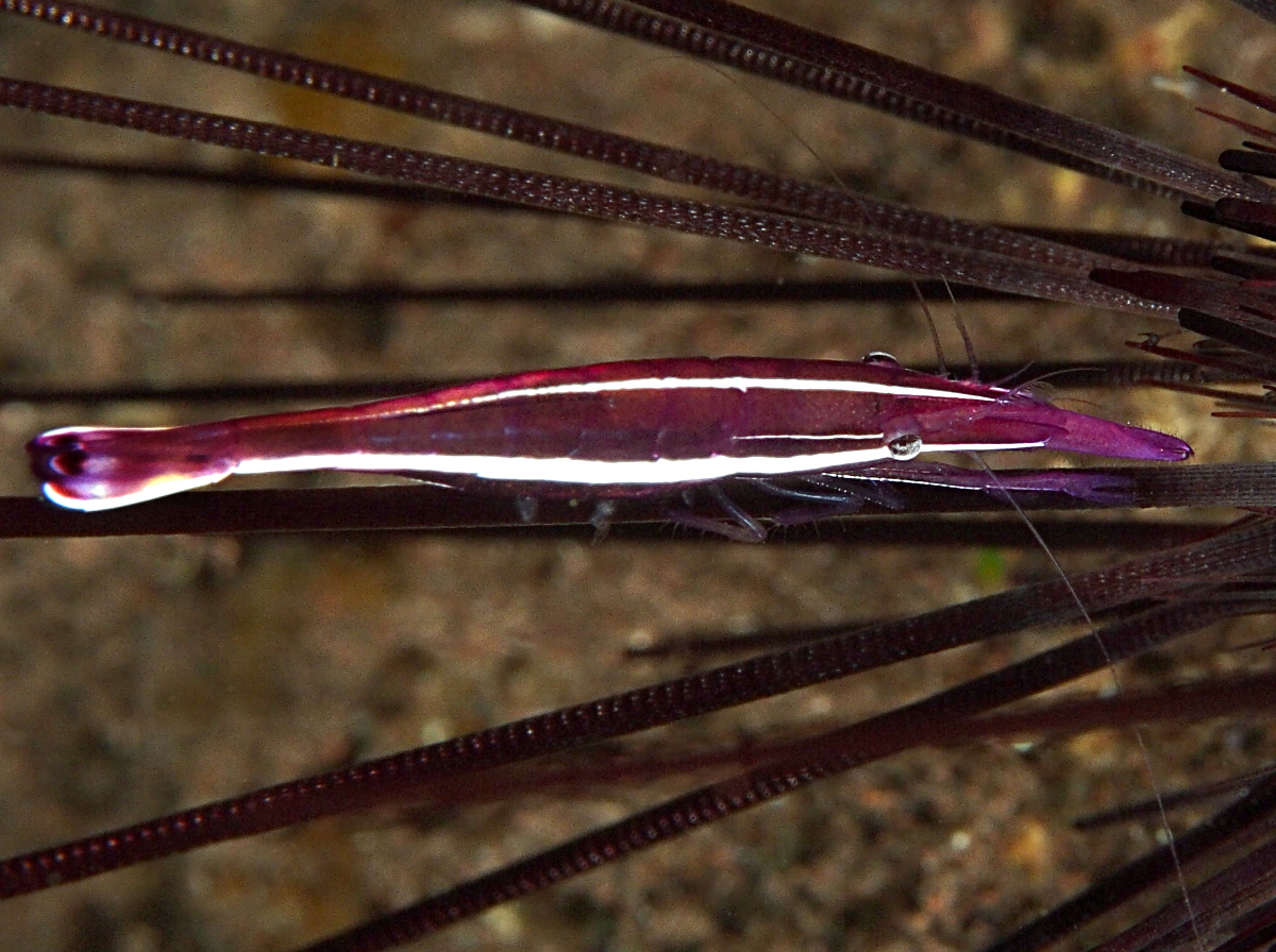 Purple Urchin Shrimp - Stegopontonia commensalis