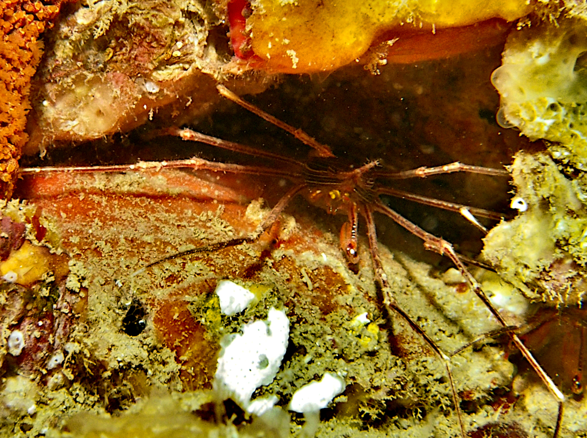 Panamic Arrow Crab - Stenorhynchus debilis - Cabo San Lucas, Mexico