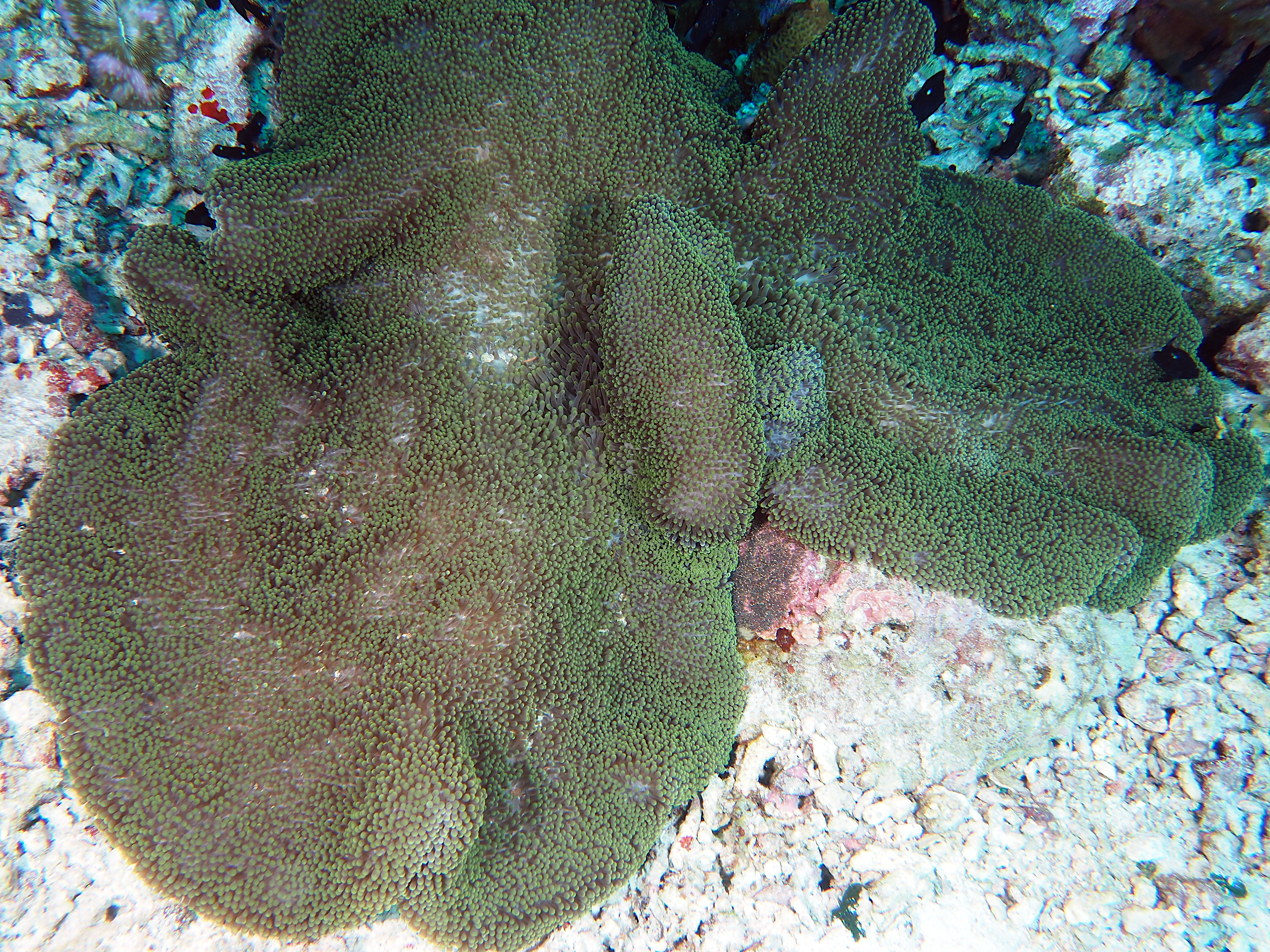 Merten's Sea Anemone - Stichodactyla mertensii