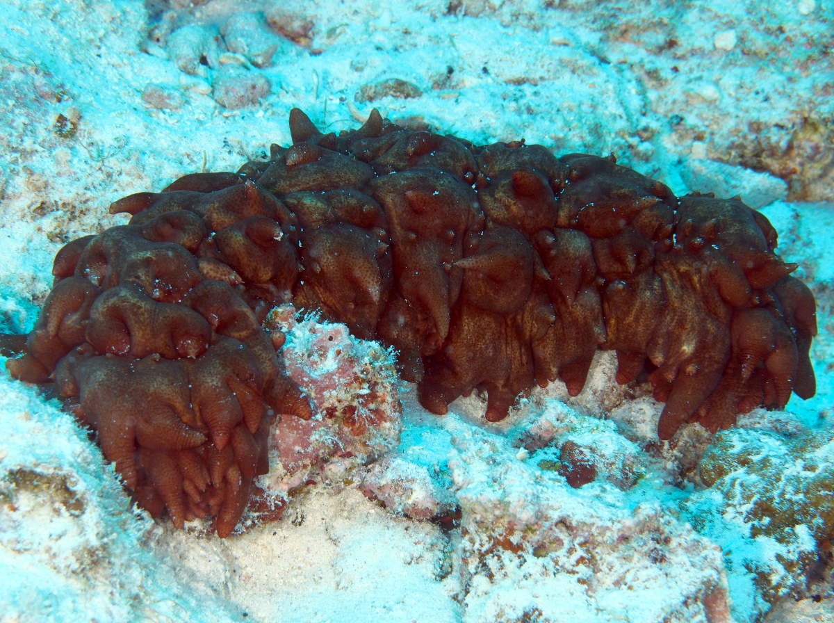 Hawaiian Spiky Sea Cucumber - Stichopus aff. pseudohorrens