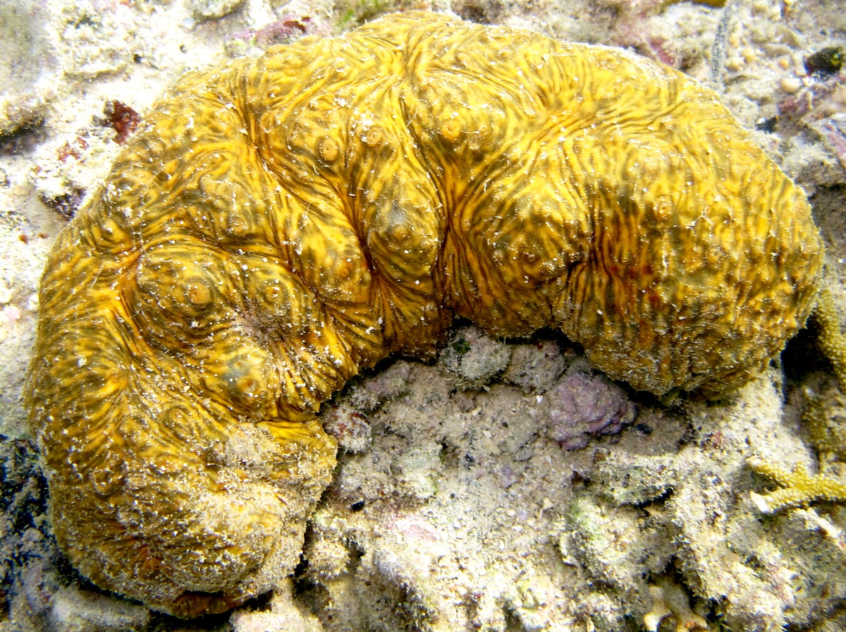 Brown Curryfish Sea Cucumber - Stichopus vastus