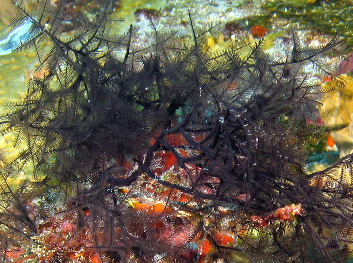 Stinging Bush Hydroid - Macrorhynchia clarkei - Isla Mujeres, Mexico
