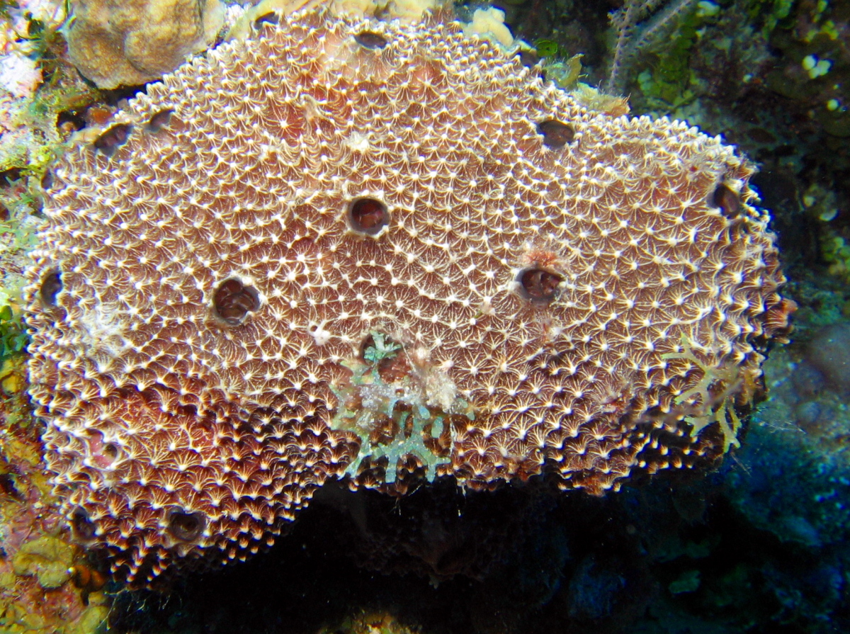 Stinker Sponge - Ircinia felix