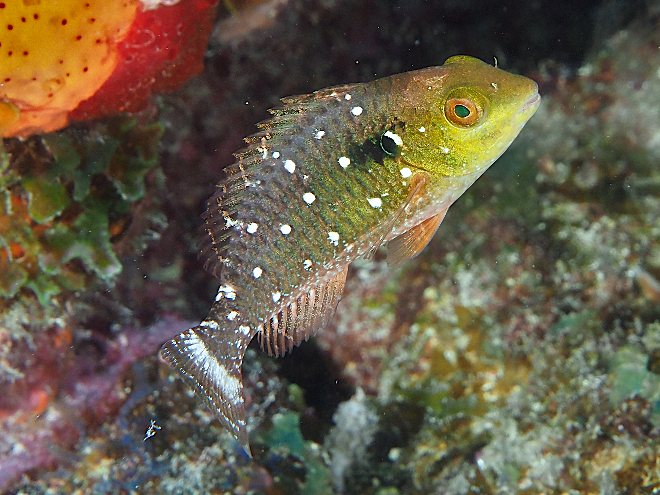 Stoplight Parrotfish - Sparisoma viride