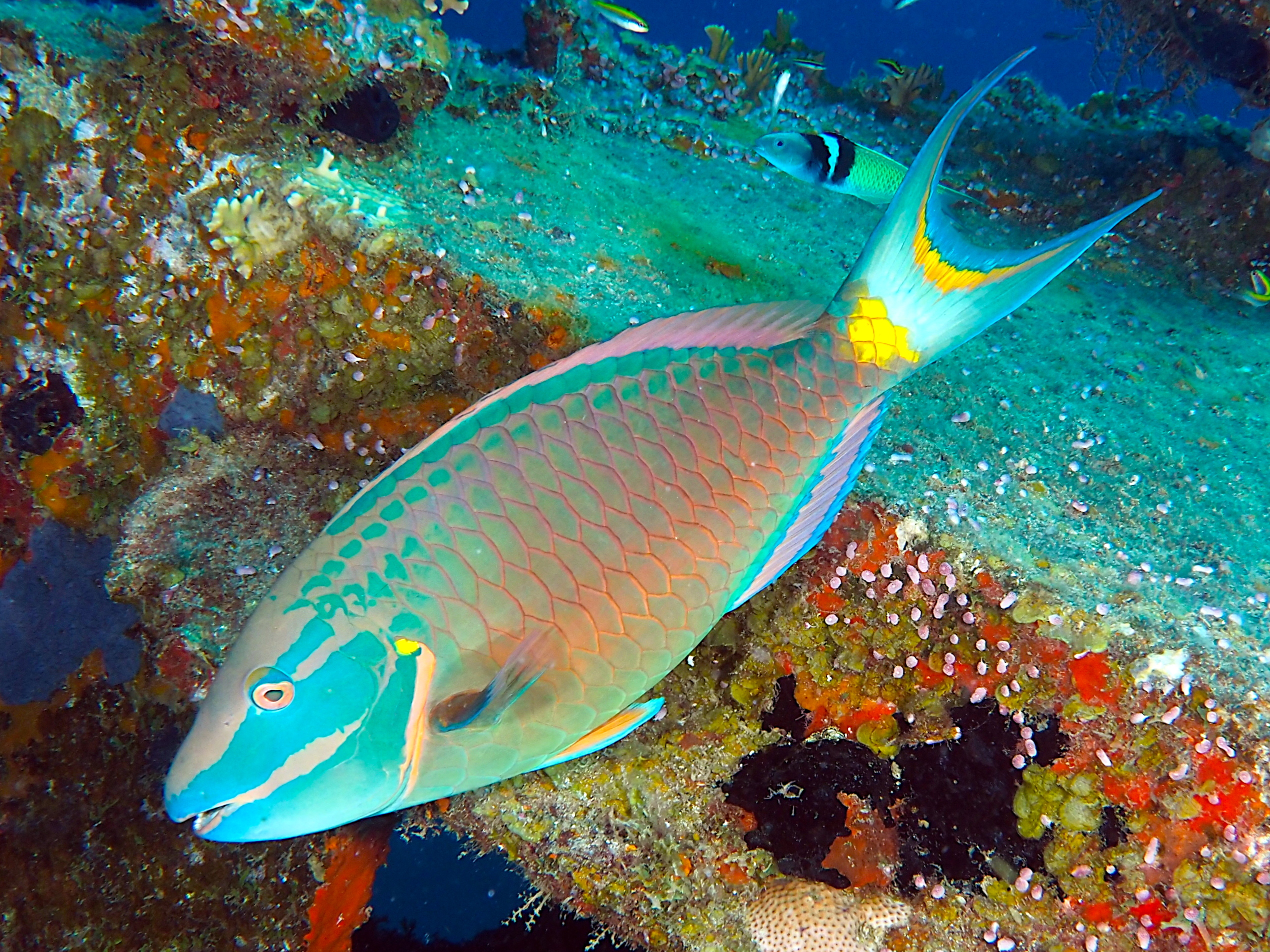 Stoplight Parrotfish - Sparisoma viride