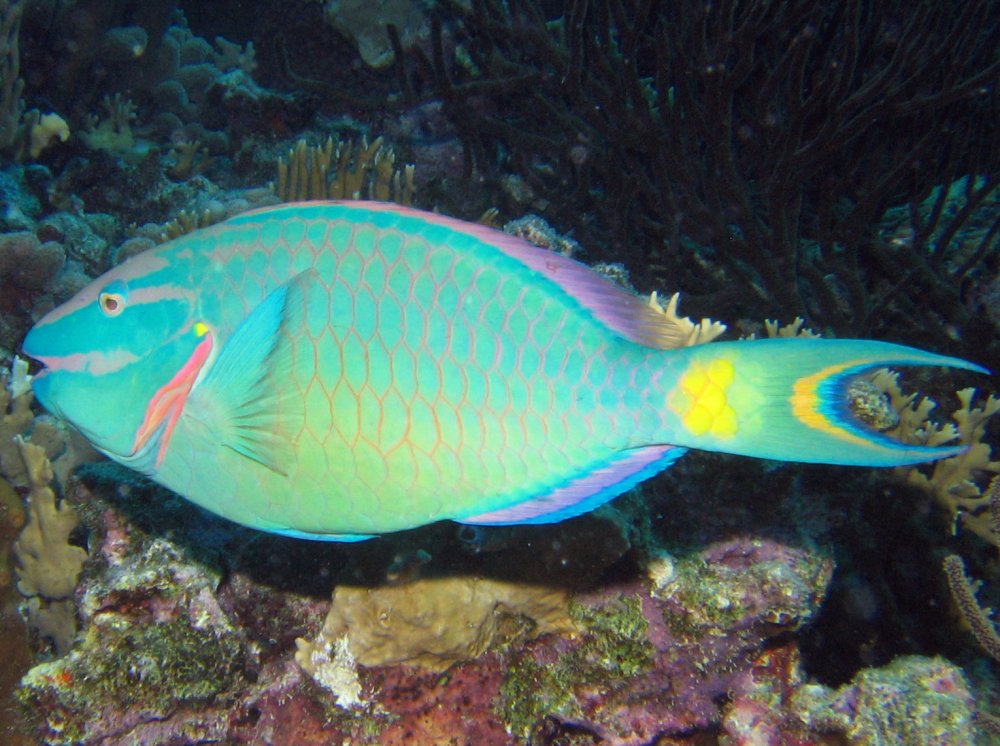 Stoplight Parrotfish - Sparisoma viride