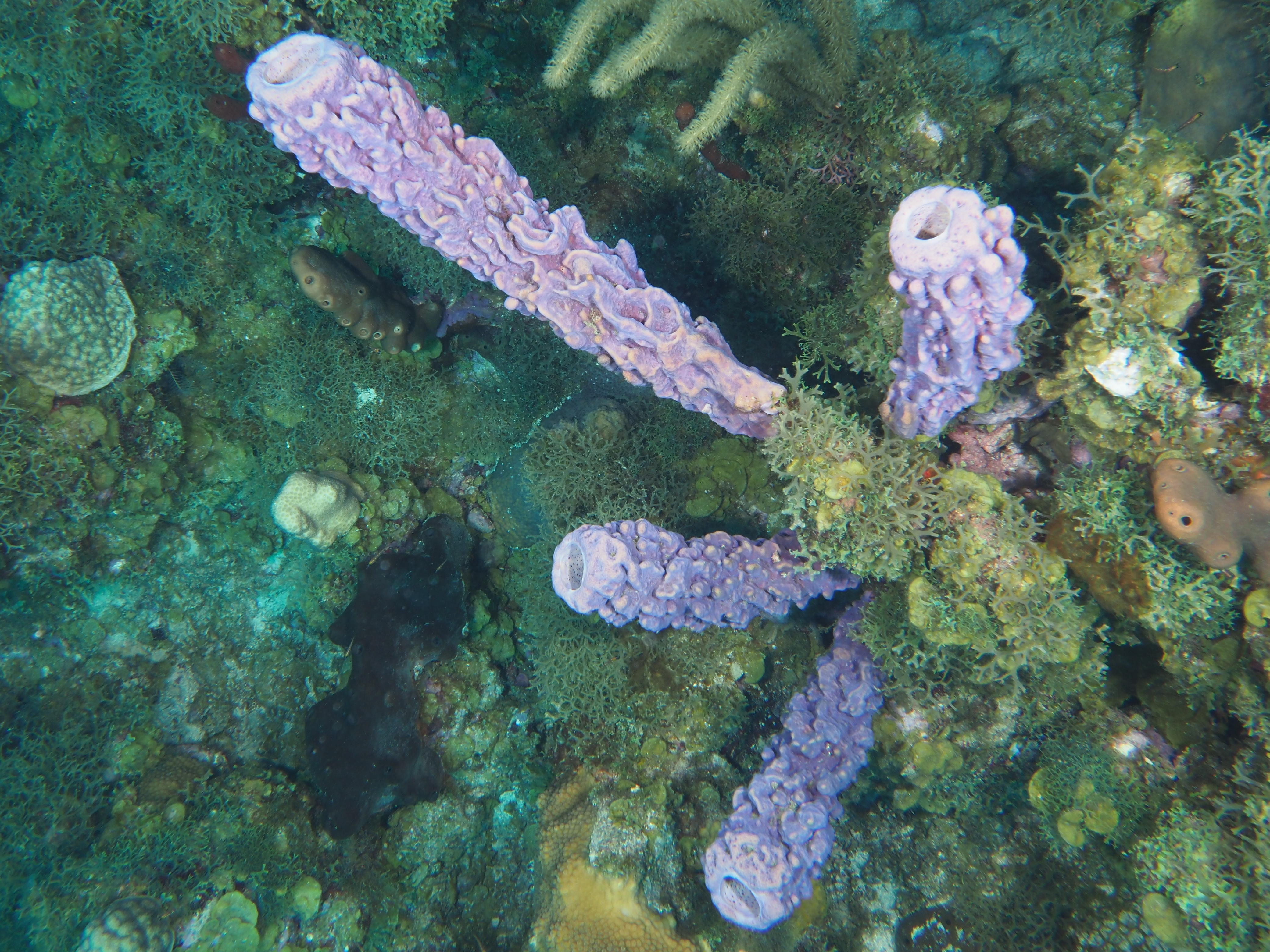 Stove-Pipe Sponge - Aplysina archeri