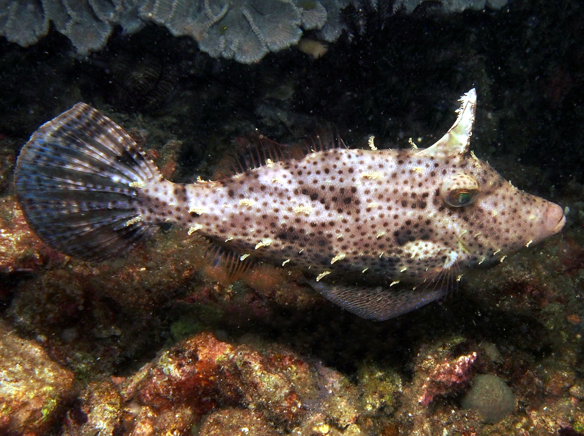 Strapweed Filefish - Pseudomonacanthus macrurus