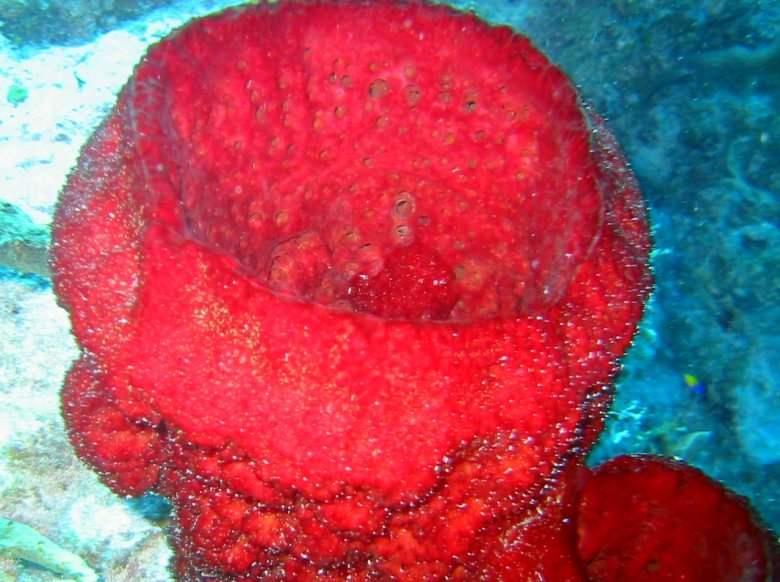 Strawberry Vase Sponge - Mycale laxissima
