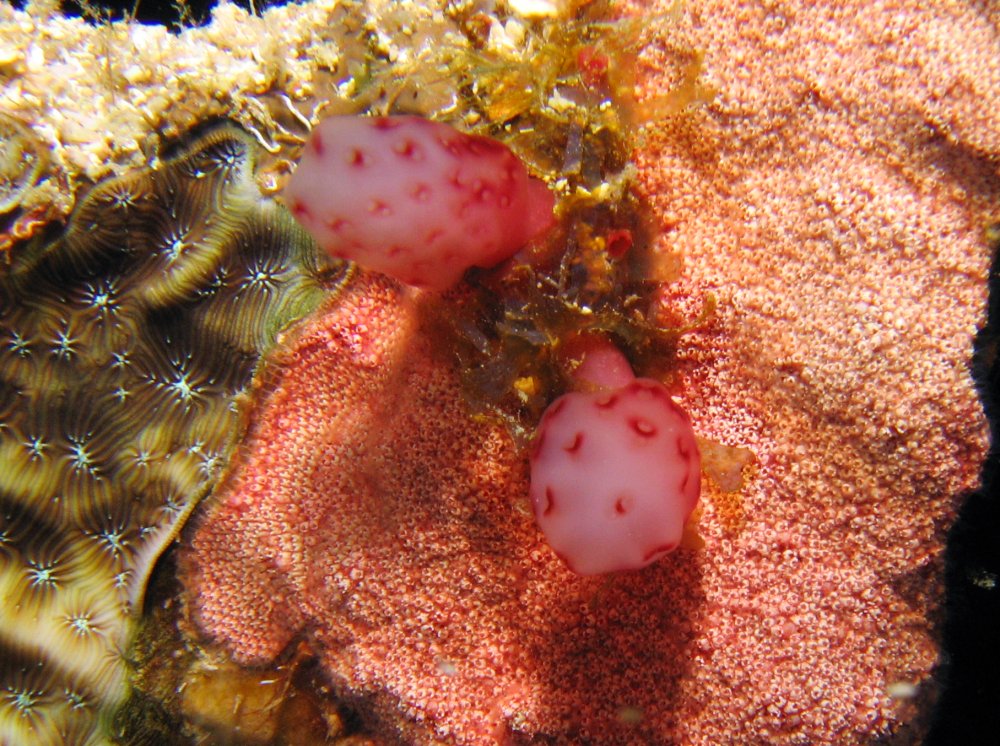 Strawberry Tunicate - Eudistoma sp. 2
