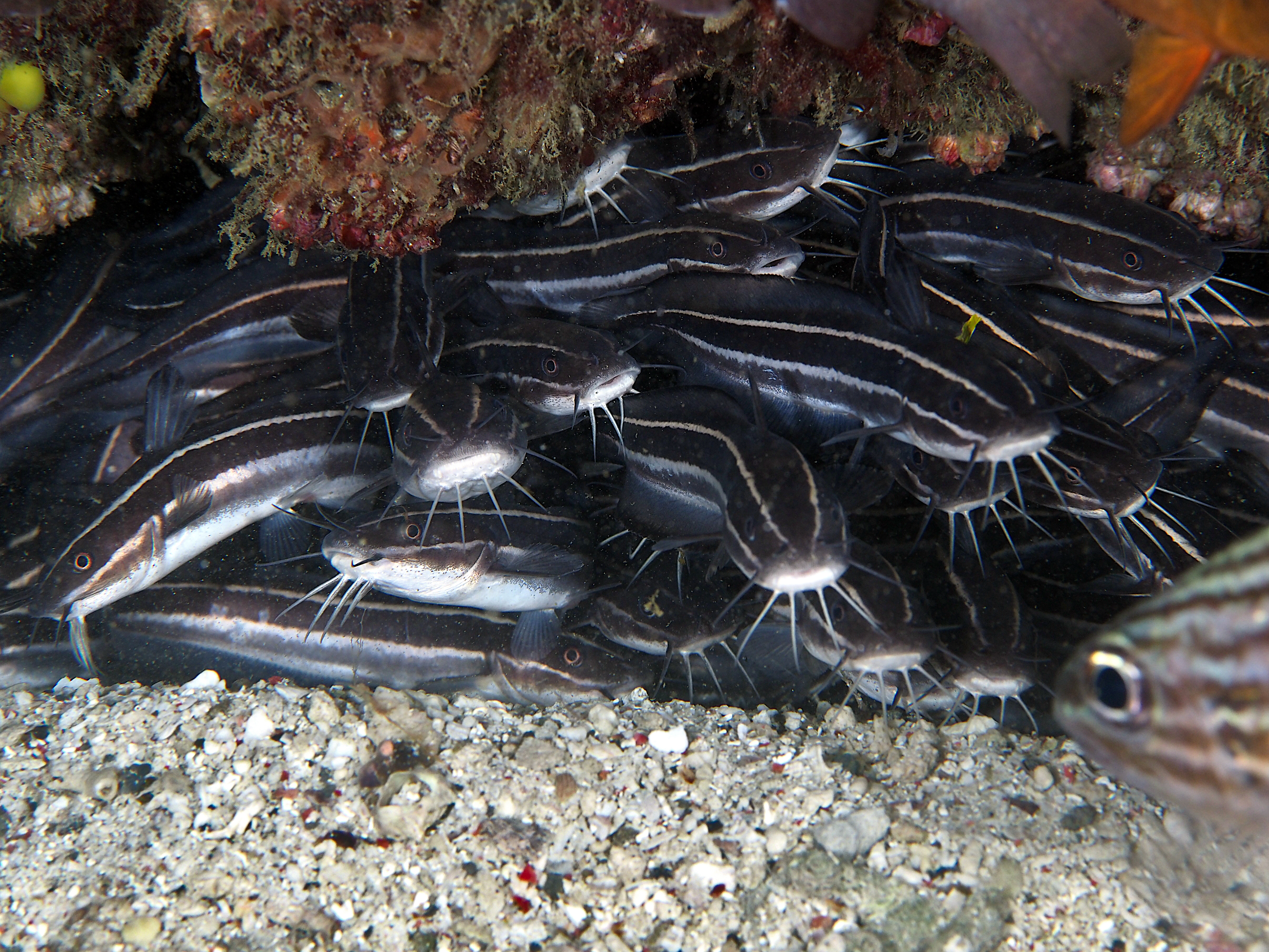Striped Catfish - Plotosus lineatus