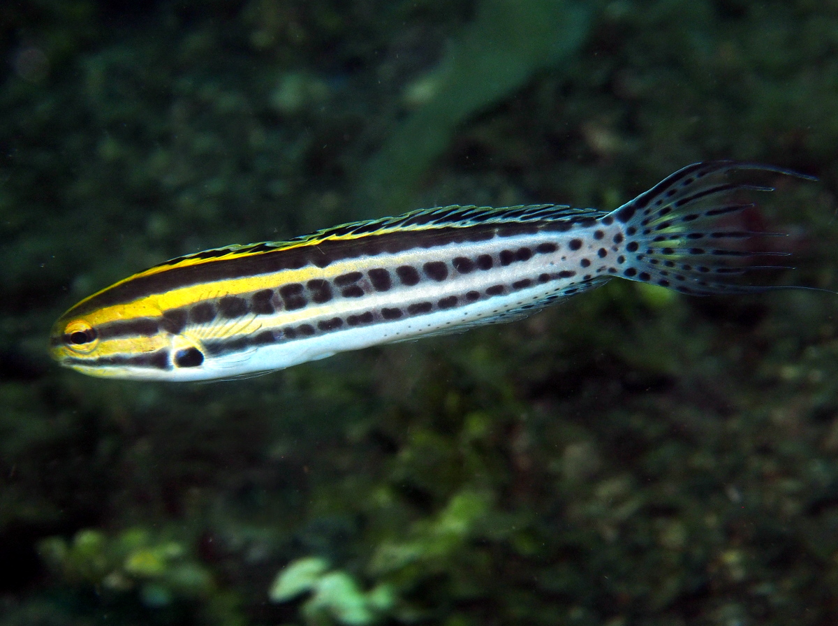 Striped Fangblenny - Meiacanthus grammistes