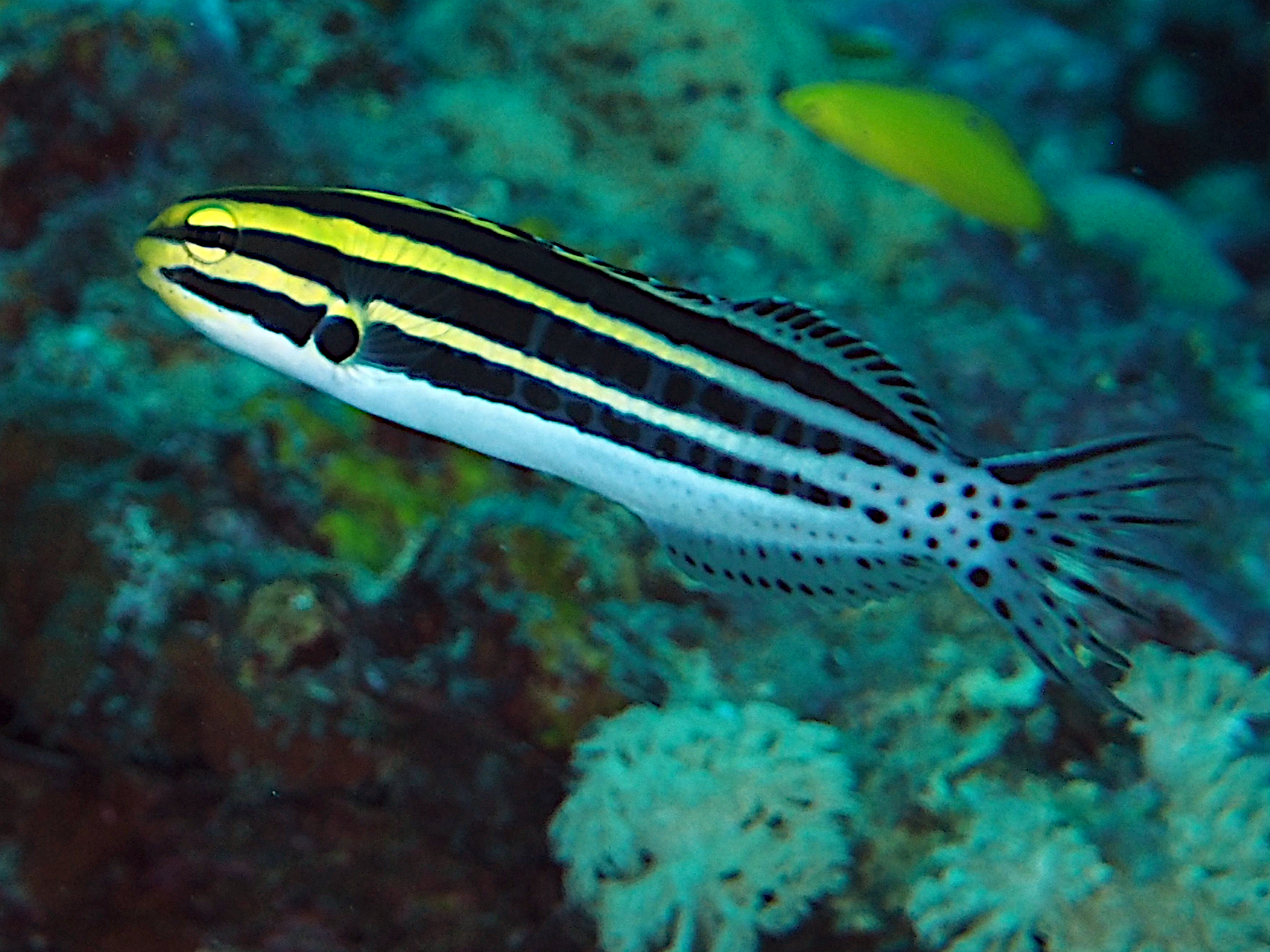 Striped Fangblenny - Meiacanthus grammistes