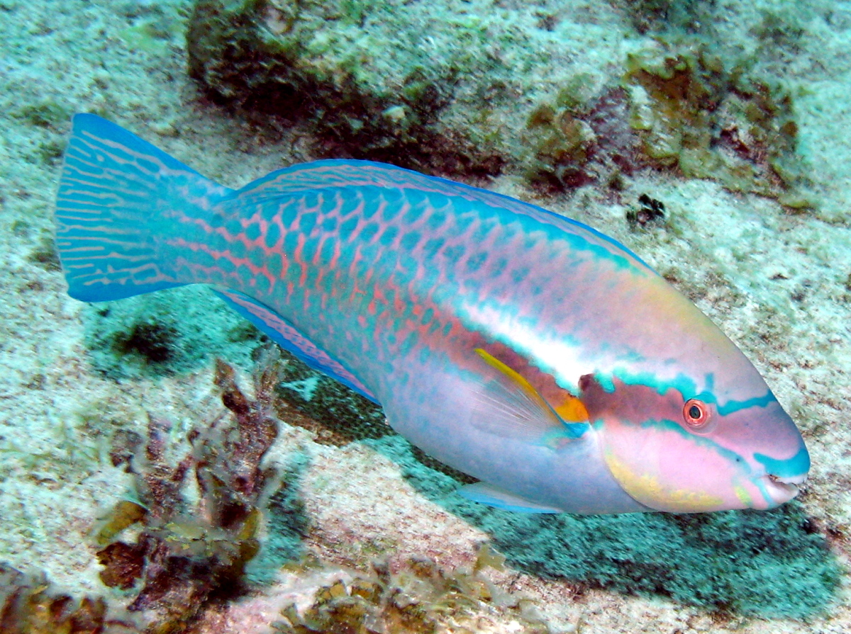 Striped Parrotfish - Scarus iseri