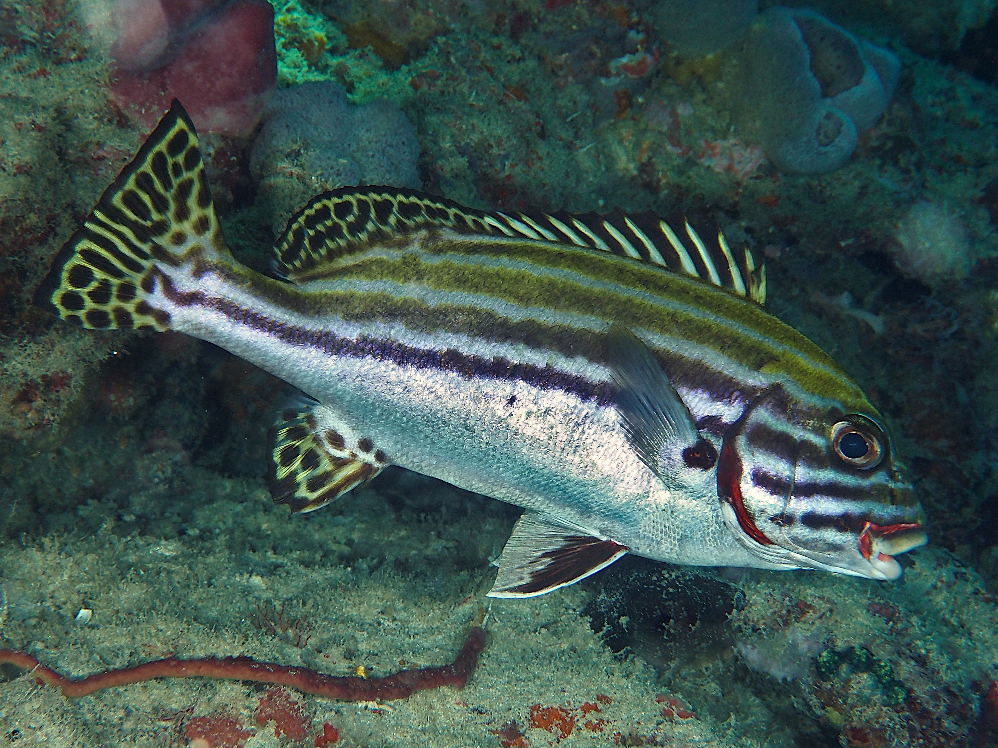 Striped Sweetlips - Plectorhinchus lessonii