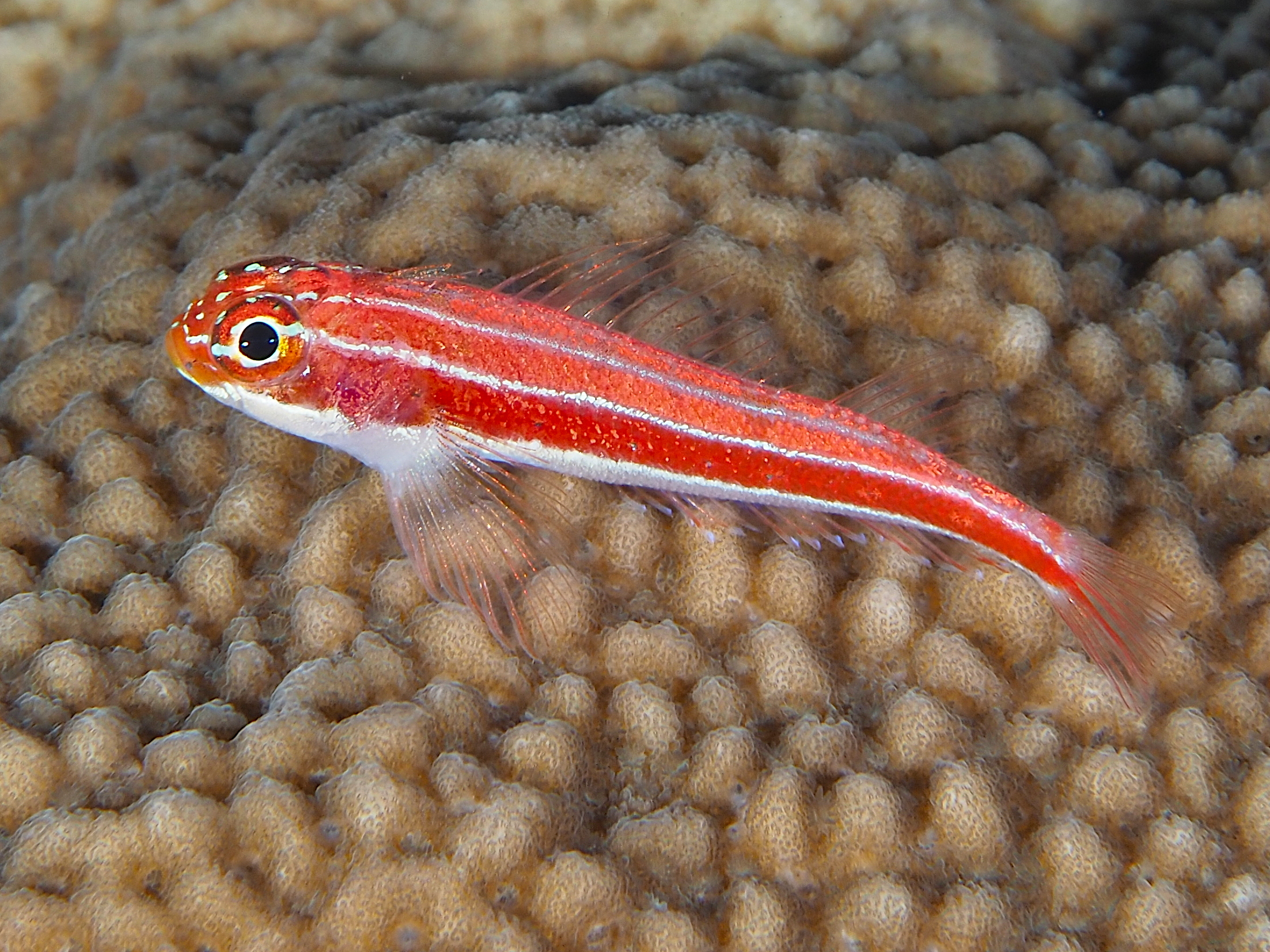 Striped Triplefin - Helcogramma striata