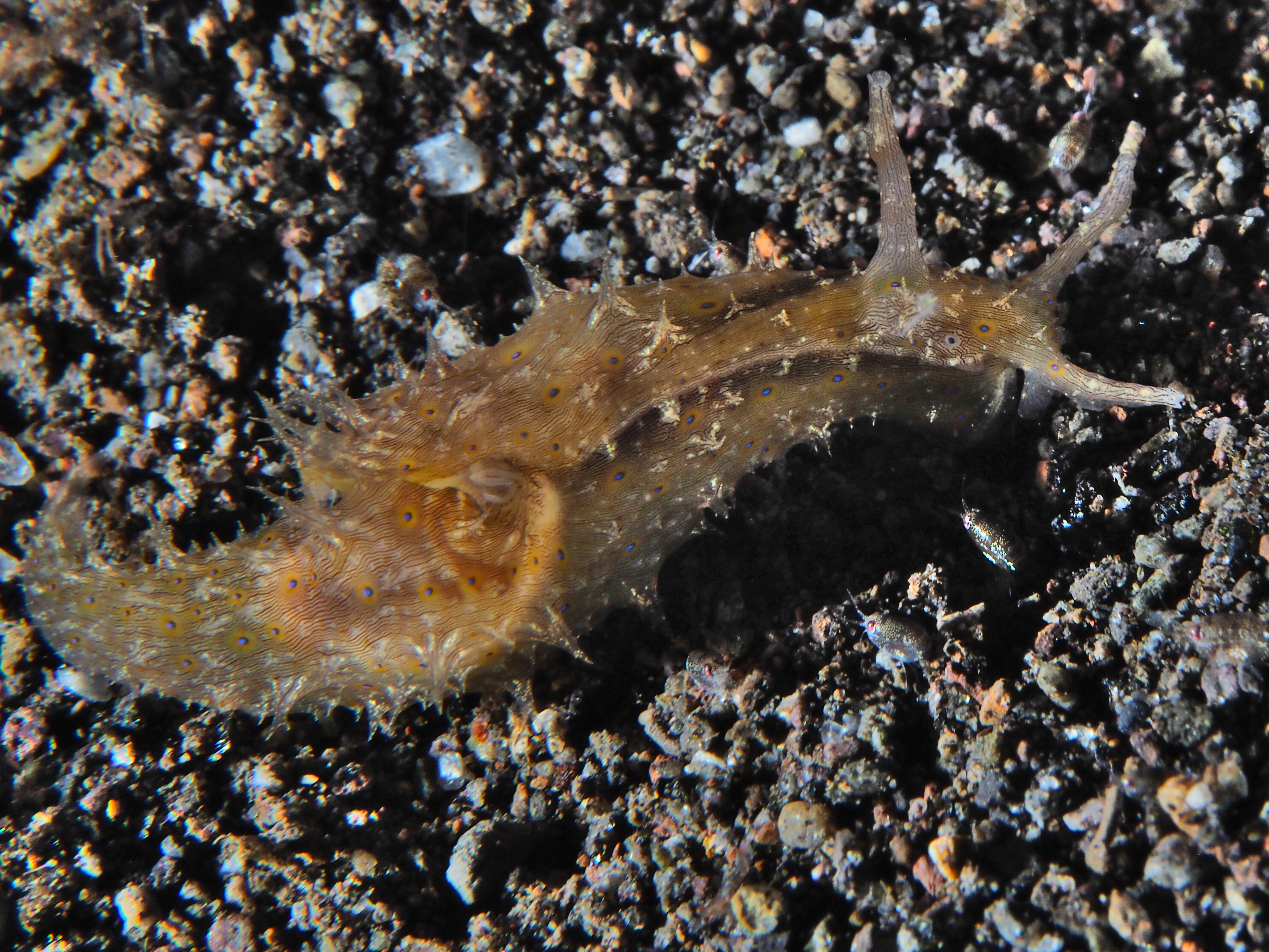 Lined Sea hare - Stylocheilus striatus